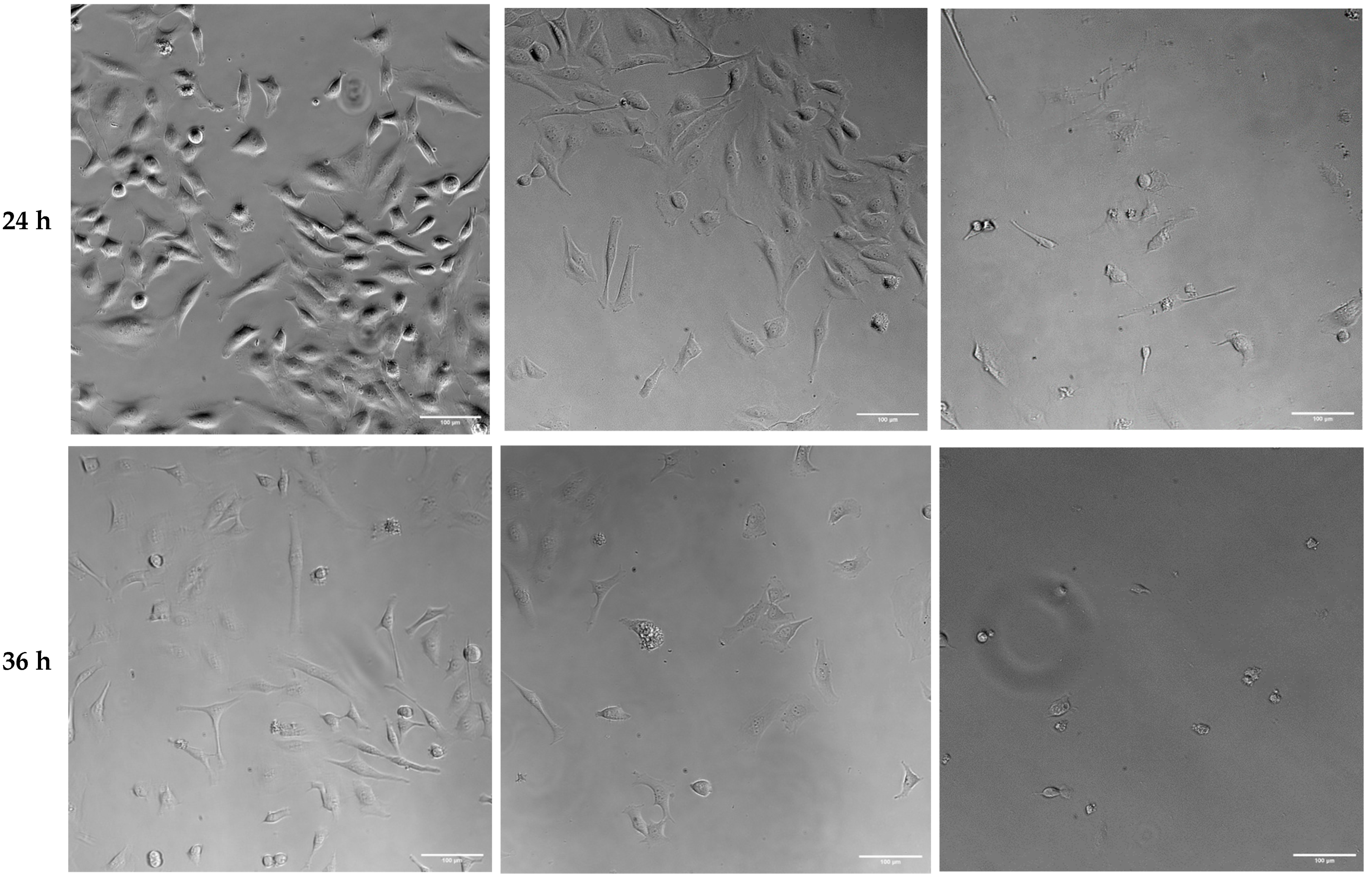 Ijms 25 06647 g009b Ijms 25 06647 g009b