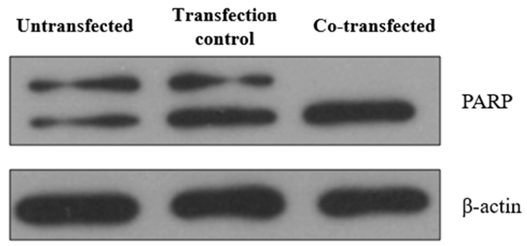 Ijms 25 06647 g010 Ijms 25 06647 g010
