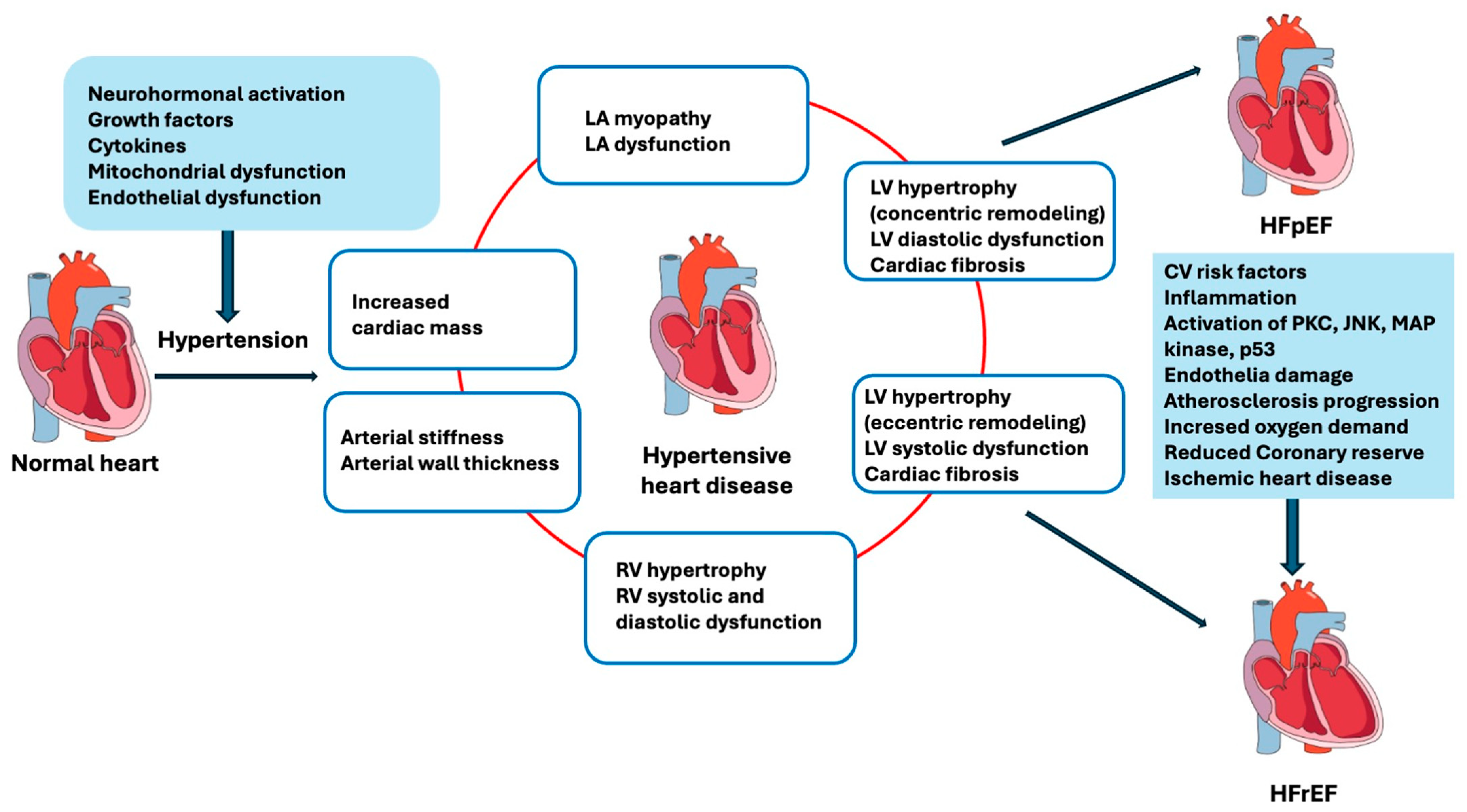 Hypertension and Heart Failure From Pathophysiology to Treatment