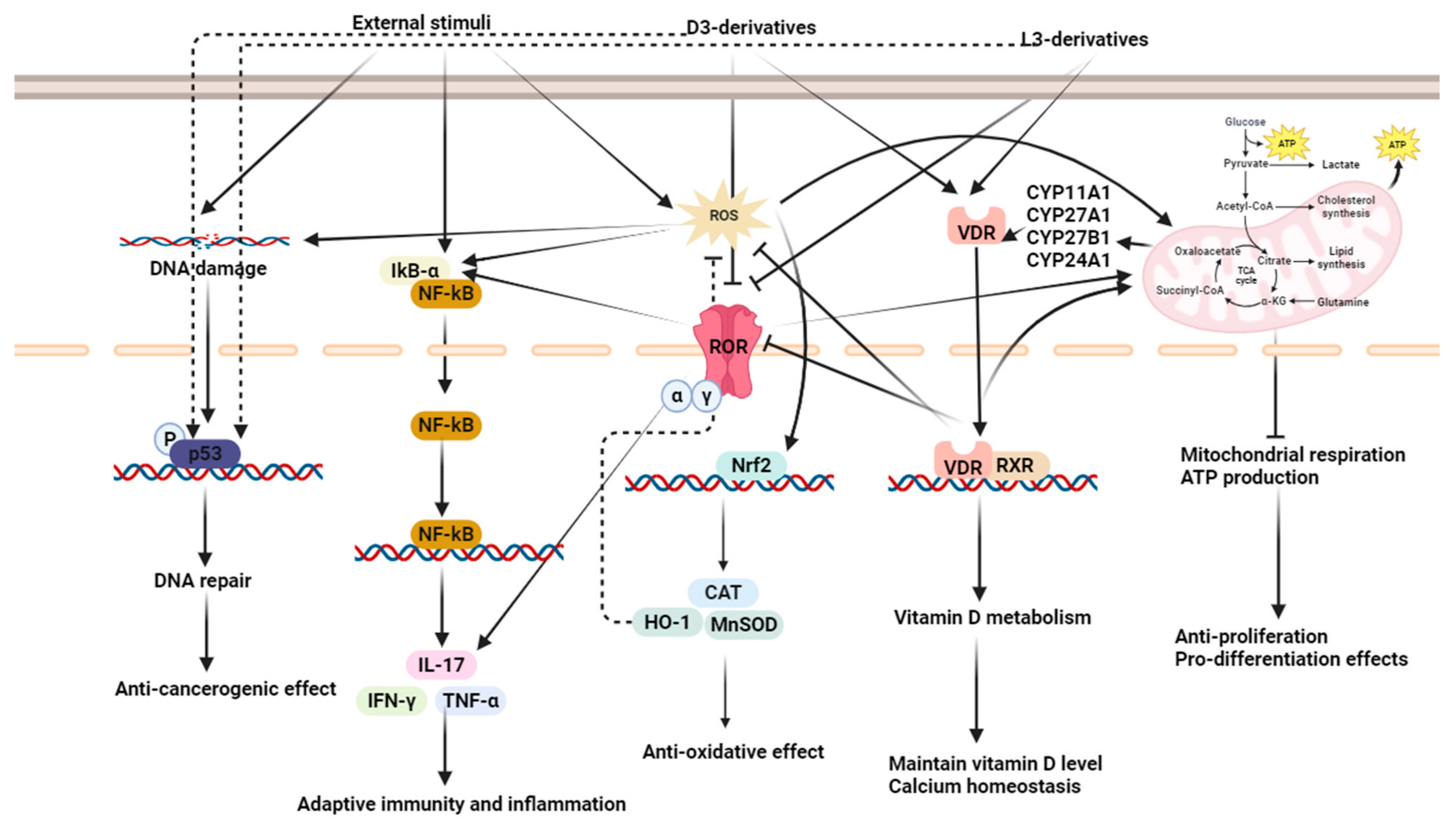 Ijms 25 06664 g002 Ijms 25 06664 g002
