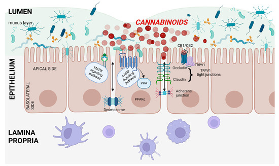 Effects of Cannabinoids on Intestinal Motility, Barrier Permeability, and  Therapeutic Potential in Gastrointestinal Diseases