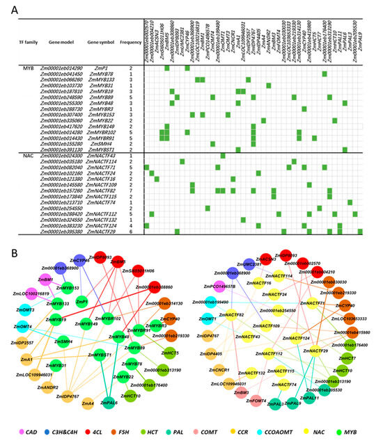 Genome-Wide Identification and Characterization of Lignin Synthesis ...