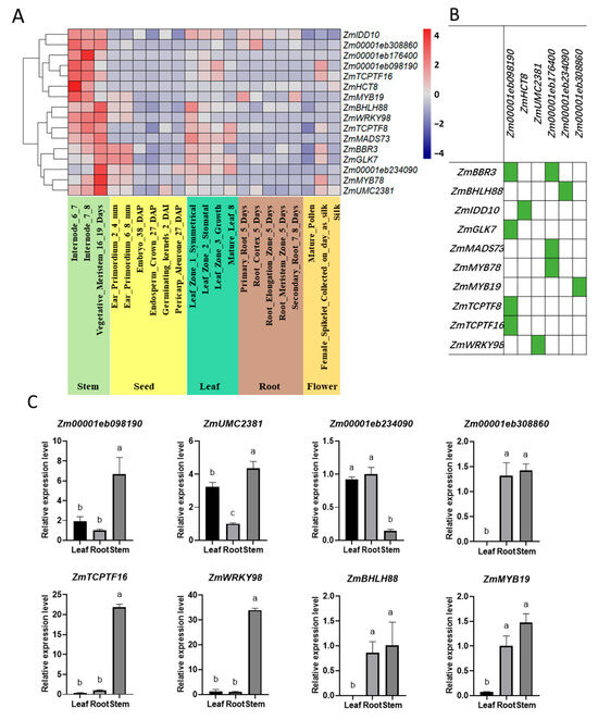 Genome-Wide Identification and Characterization of Lignin Synthesis ...