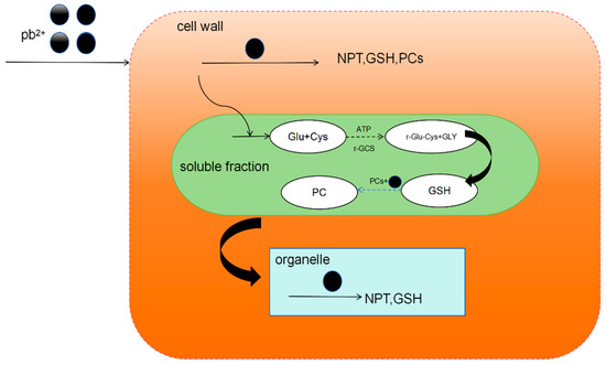 Peptides Used for Heavy Metal Remediation: A Promising Approach