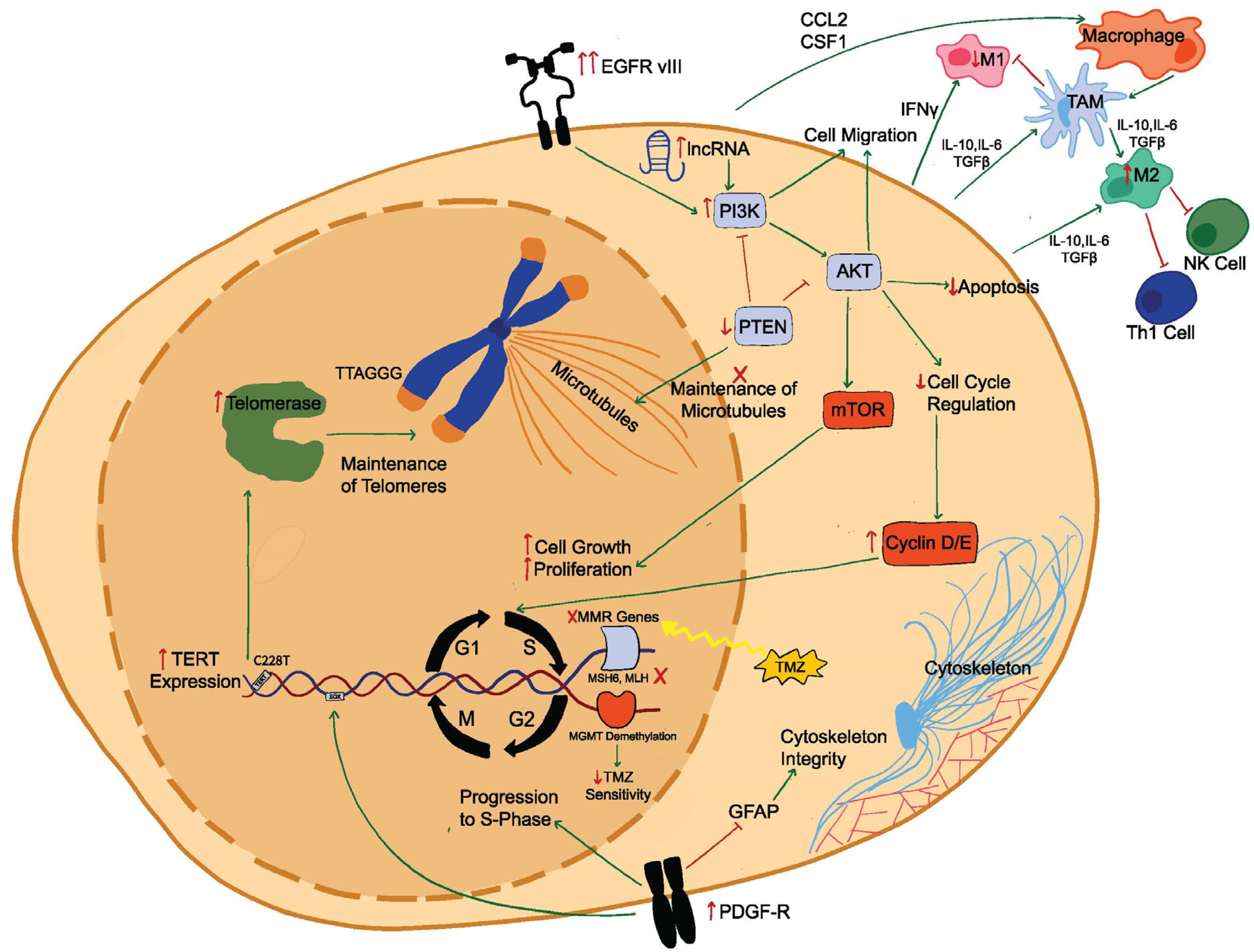 Ijms 25 06733 g001 Ijms 25 06733 g001