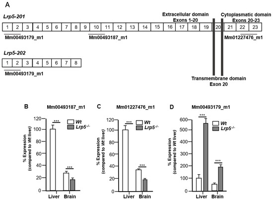 Unique Splicing of Lrp5 in the Brain: A New Player in Neurodevelopment ...