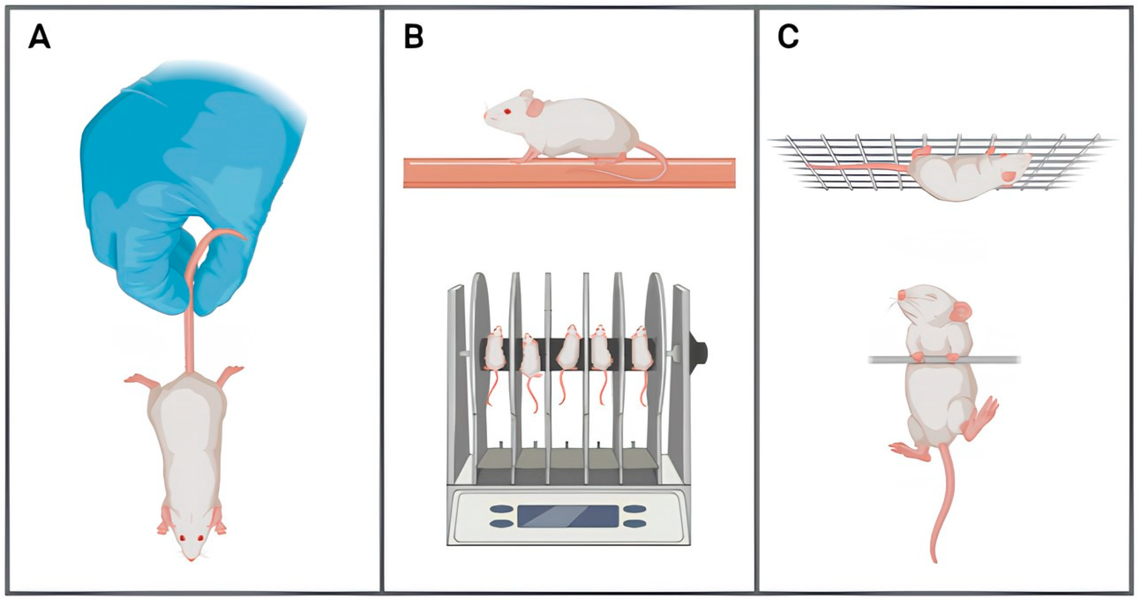 Behaviour Hallmarks in Alzheimer’s Disease 5xFAD Mouse Model