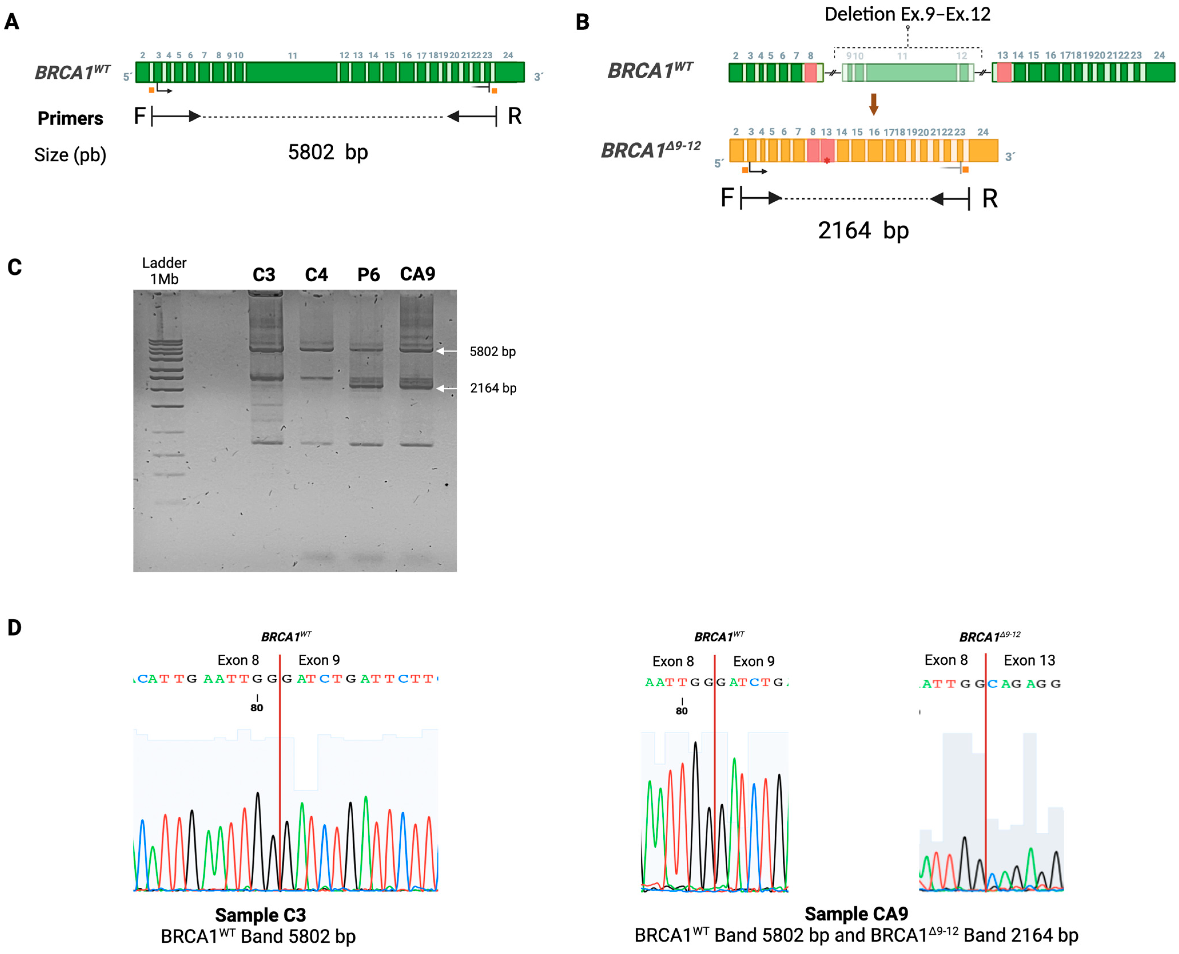 Ijms 25 06773 g003 Ijms 25 06773 g003