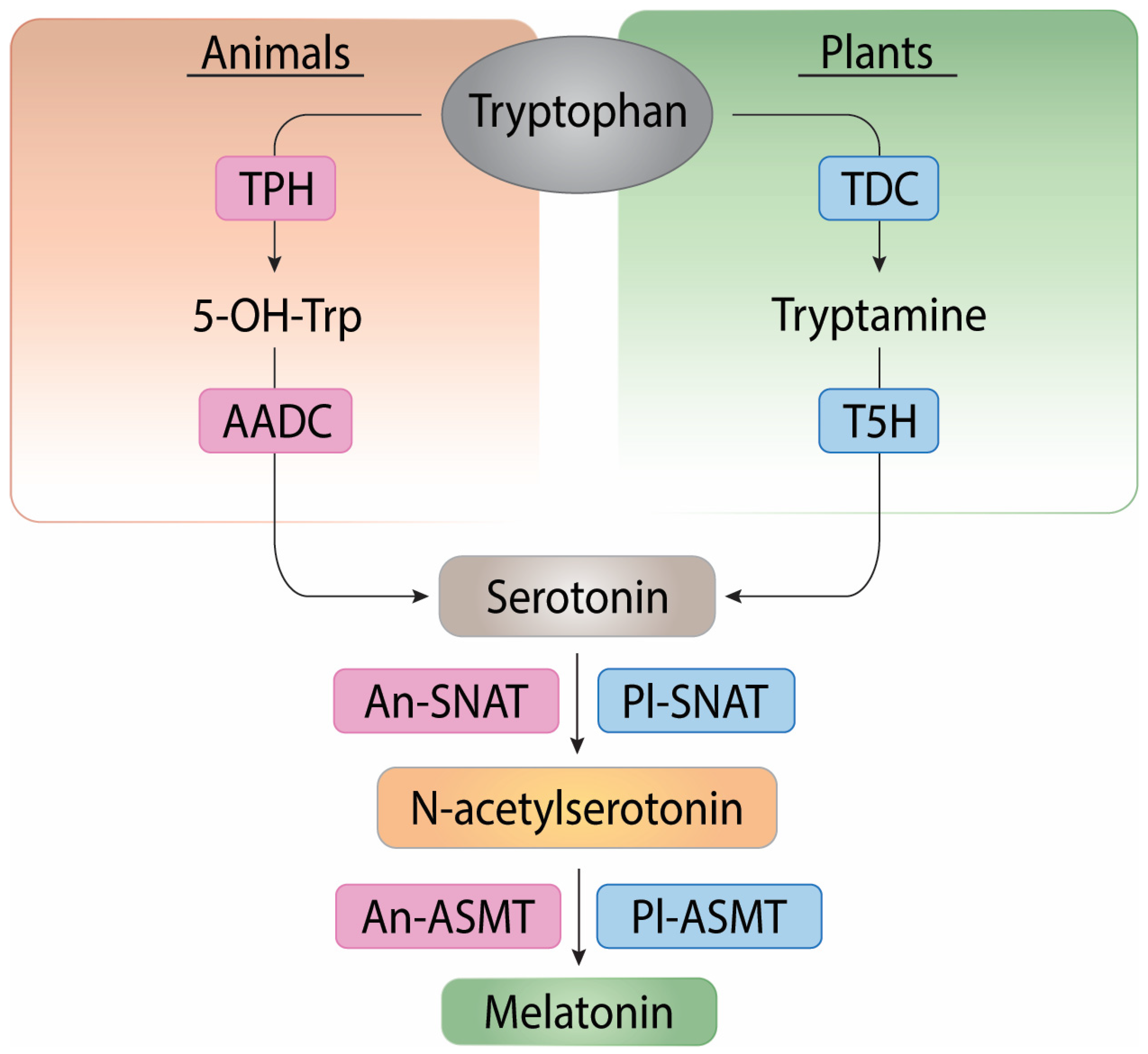 Ijms 25 06799 g001 Ijms 25 06799 g001