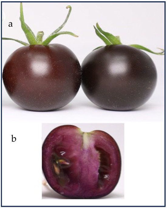 does tomato contain glutathione Genetic and Biotechnological Approaches to Improve Fruit Bioactive Content:  A Focus on Eggplant and Tomato Anthocyanins