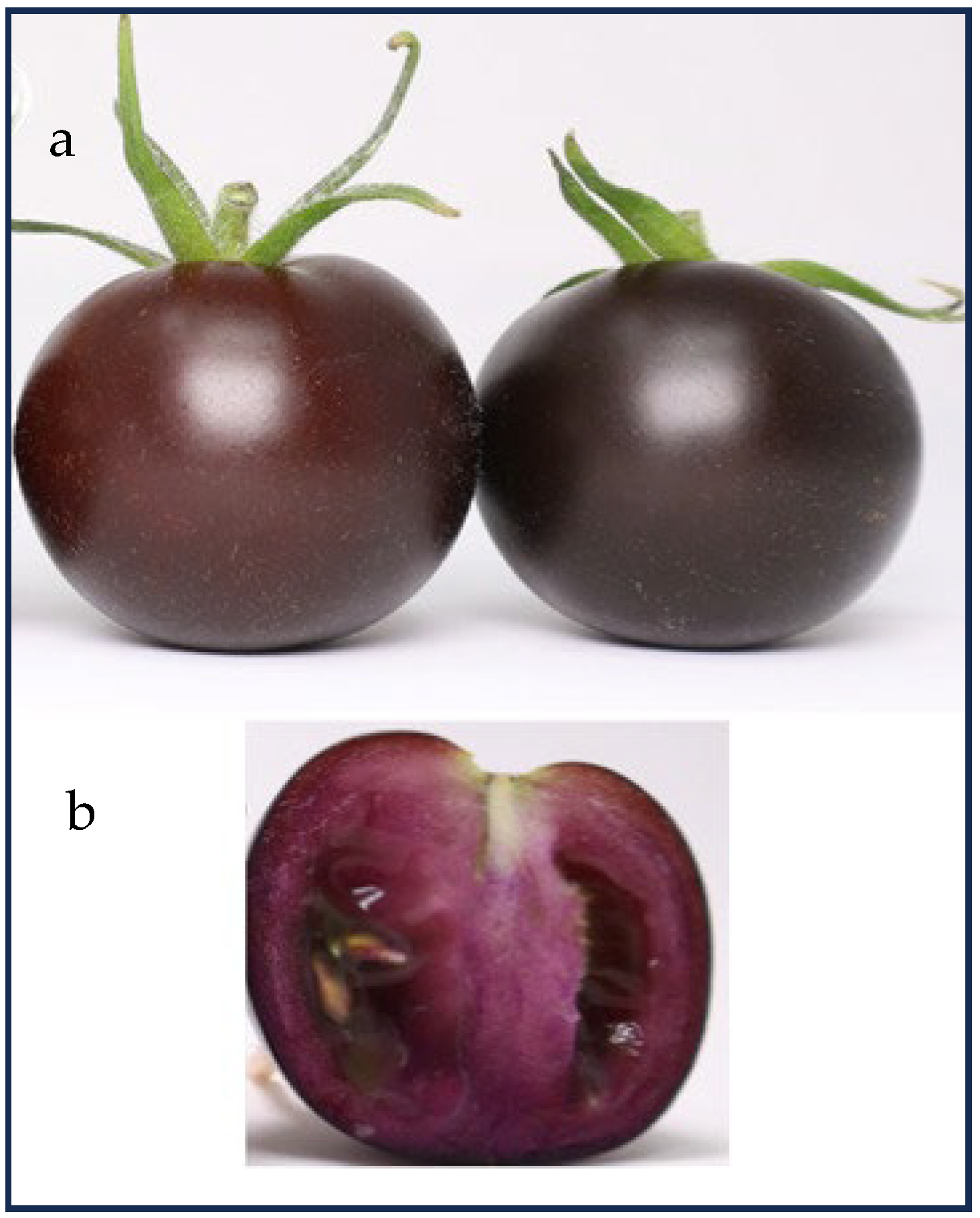 Ijms 25 06811 g004 Ijms 25 06811 g004