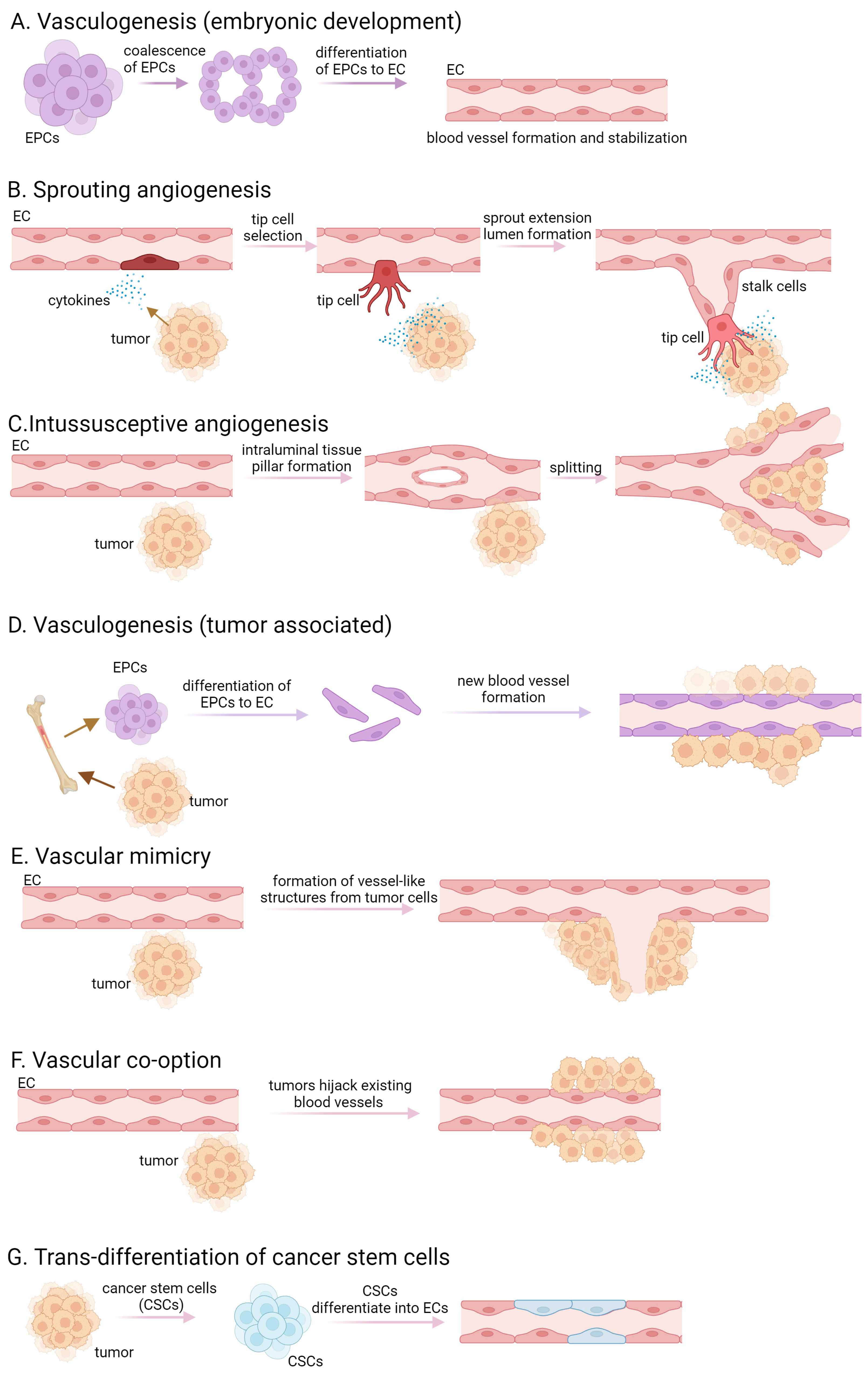 Ijms 25 06868 g001 Ijms 25 06868 g001