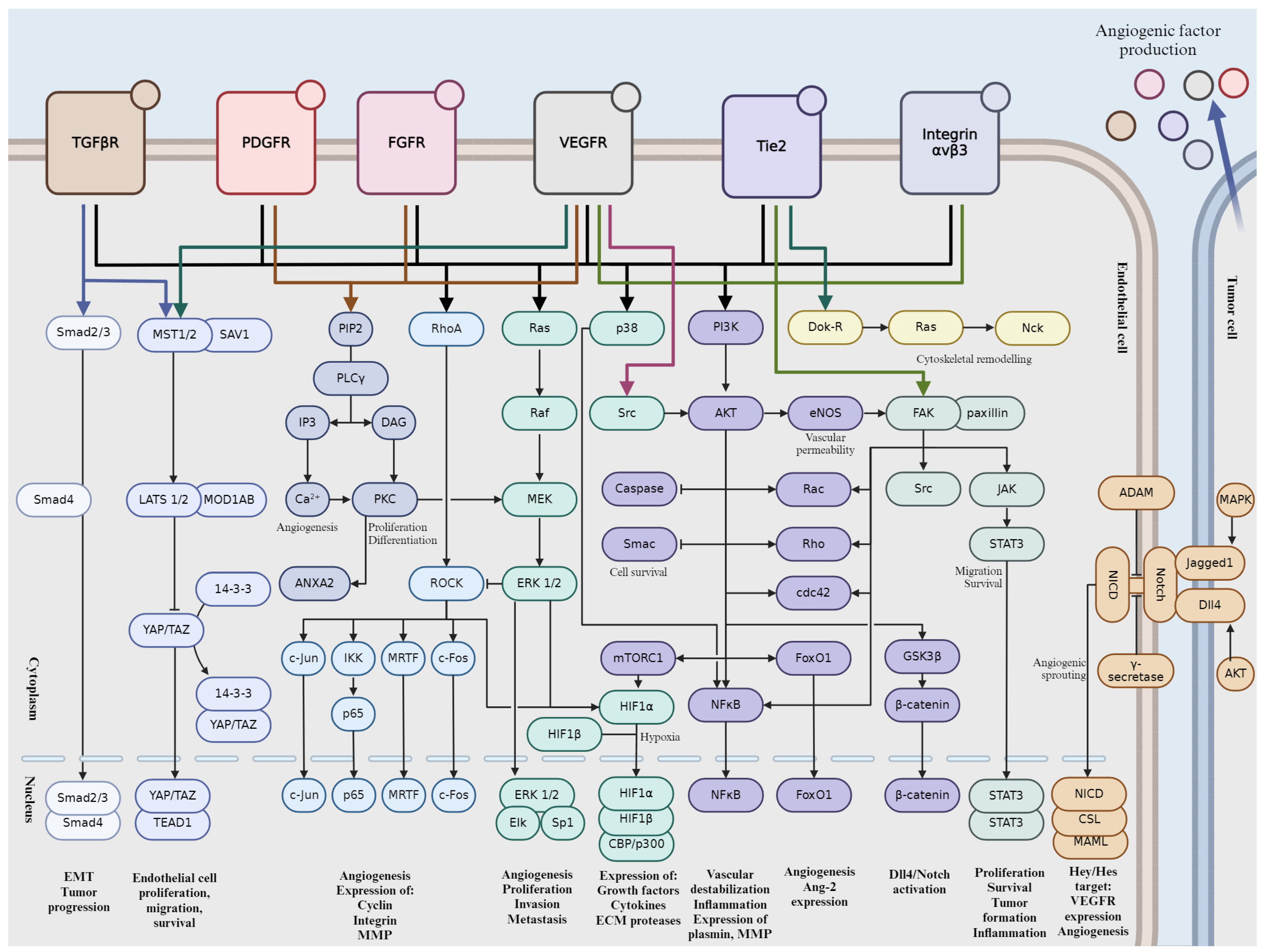 Ijms 25 06868 g002 Ijms 25 06868 g002