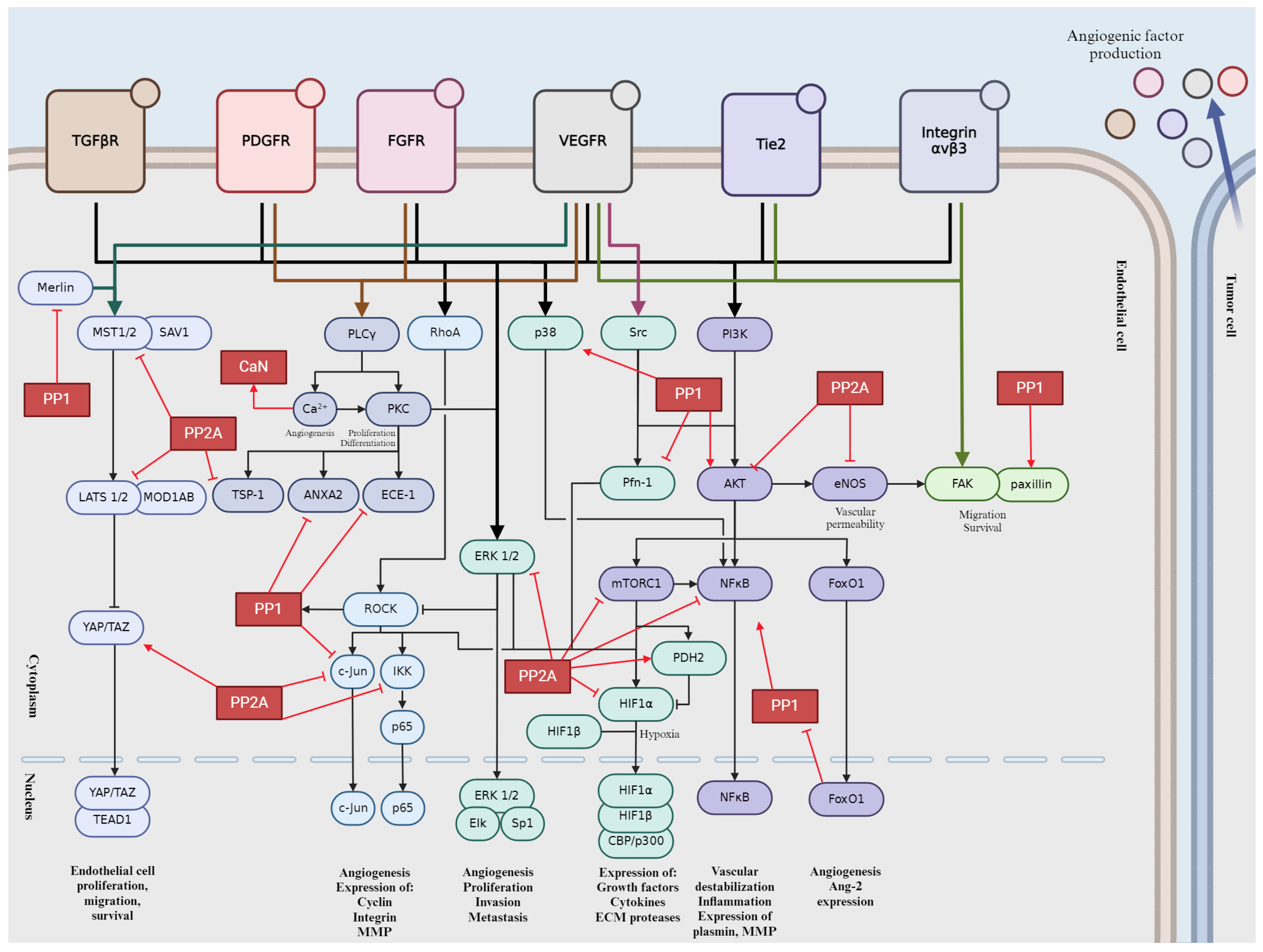 Ijms 25 06868 g005 Ijms 25 06868 g005