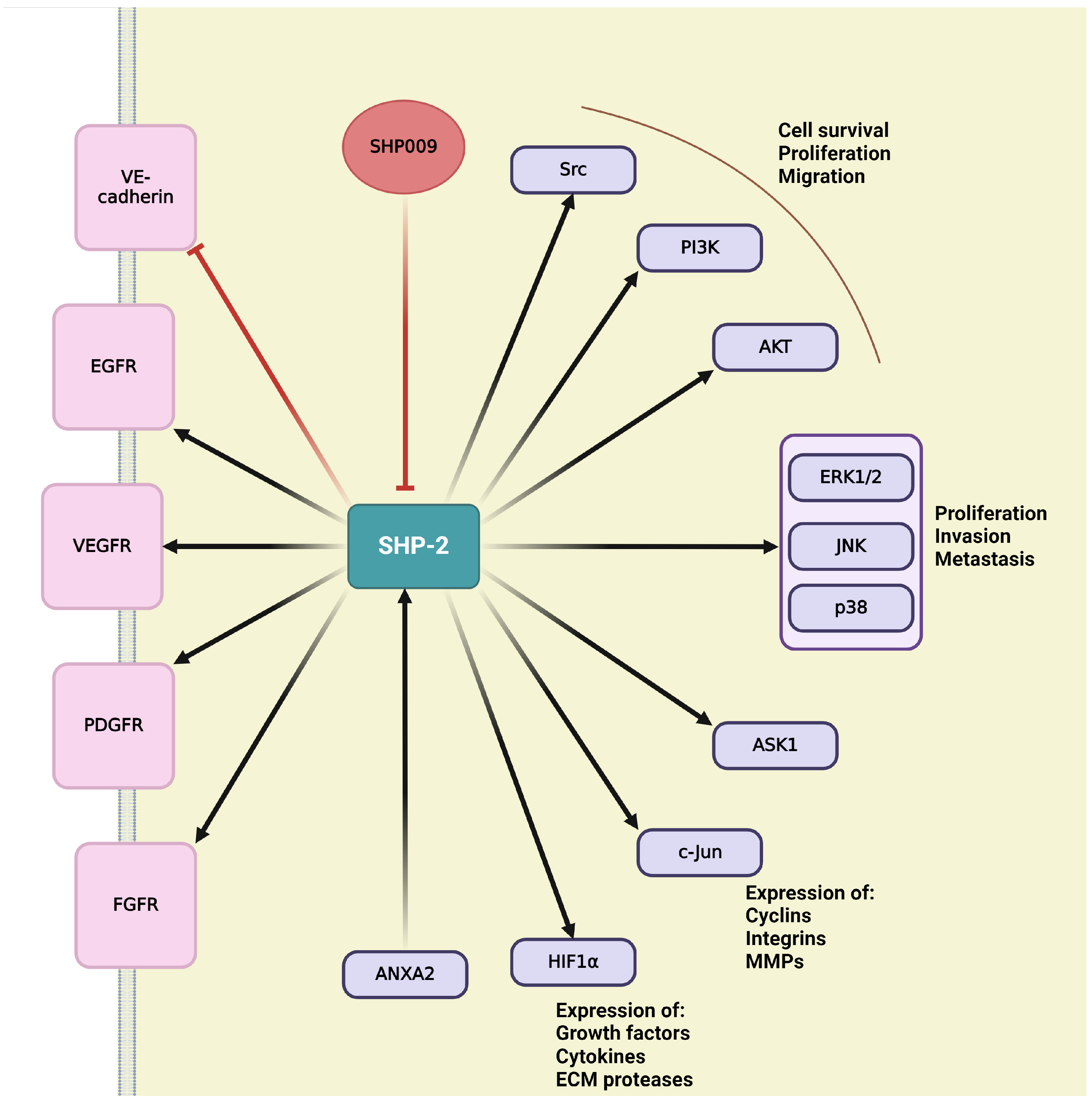 Ijms 25 06868 g007 Ijms 25 06868 g007