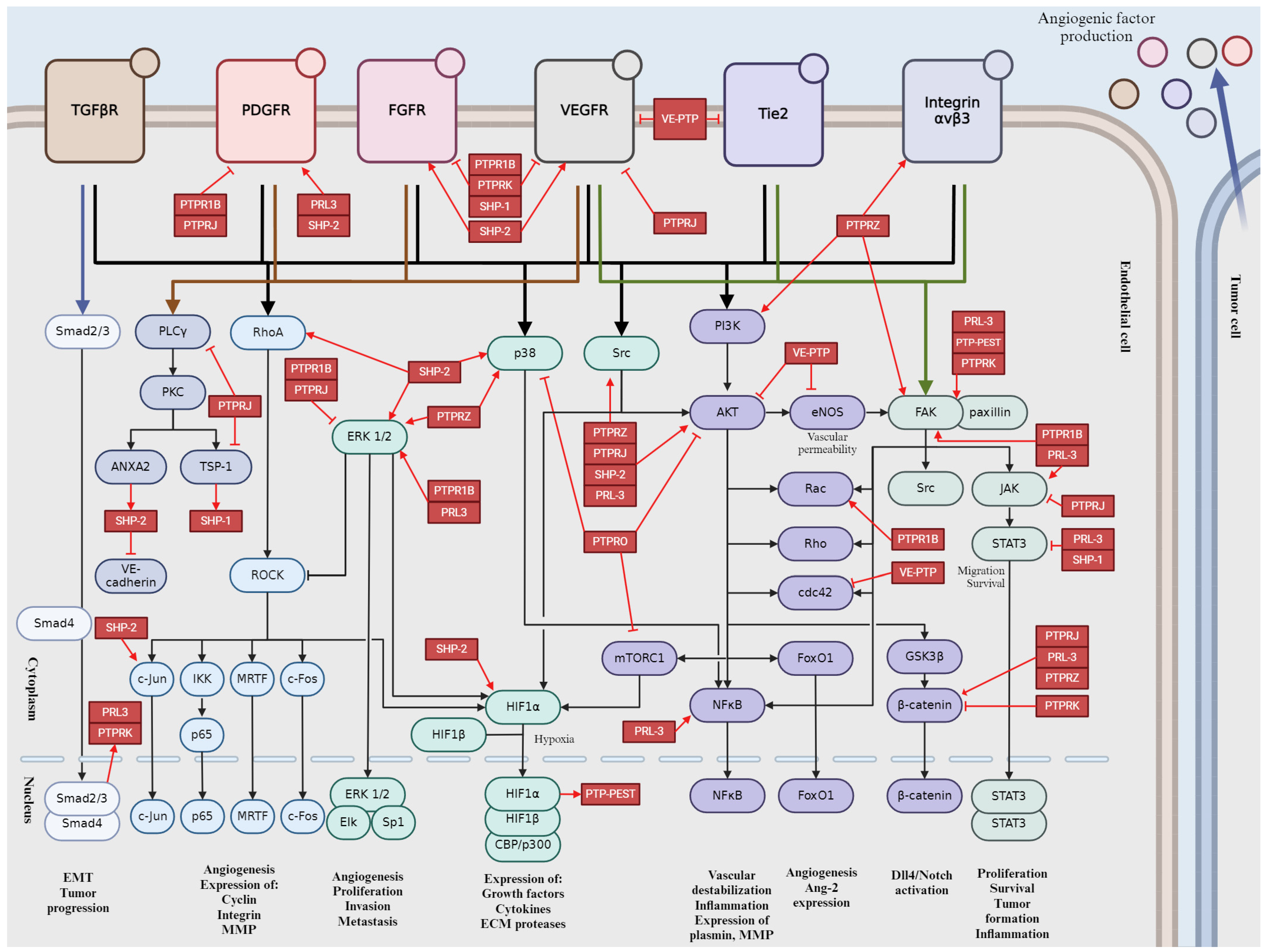 Ijms 25 06868 g008 Ijms 25 06868 g008