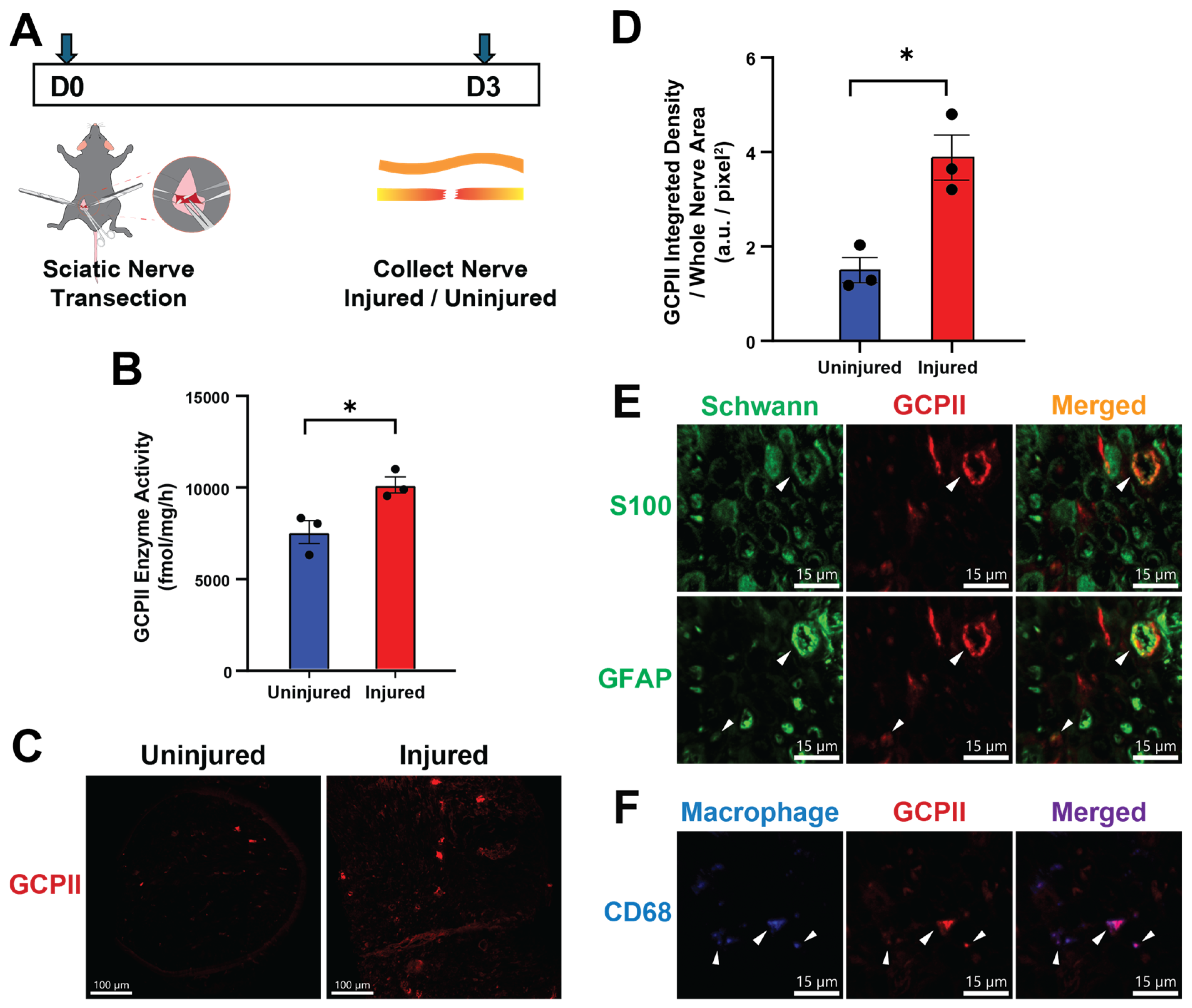 Ijms 25 06893 g001 Ijms 25 06893 g001