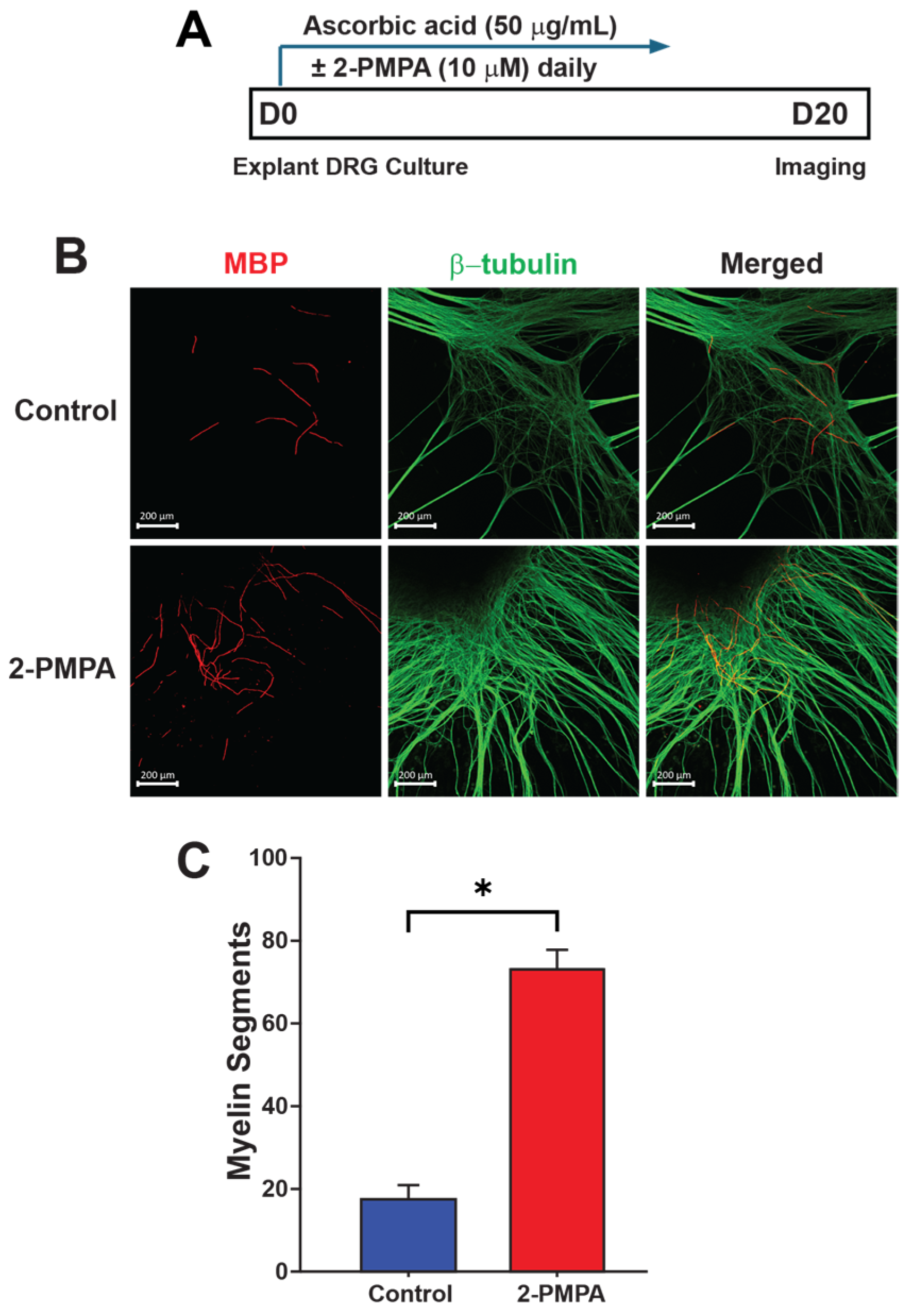 Ijms 25 06893 g002 Ijms 25 06893 g002