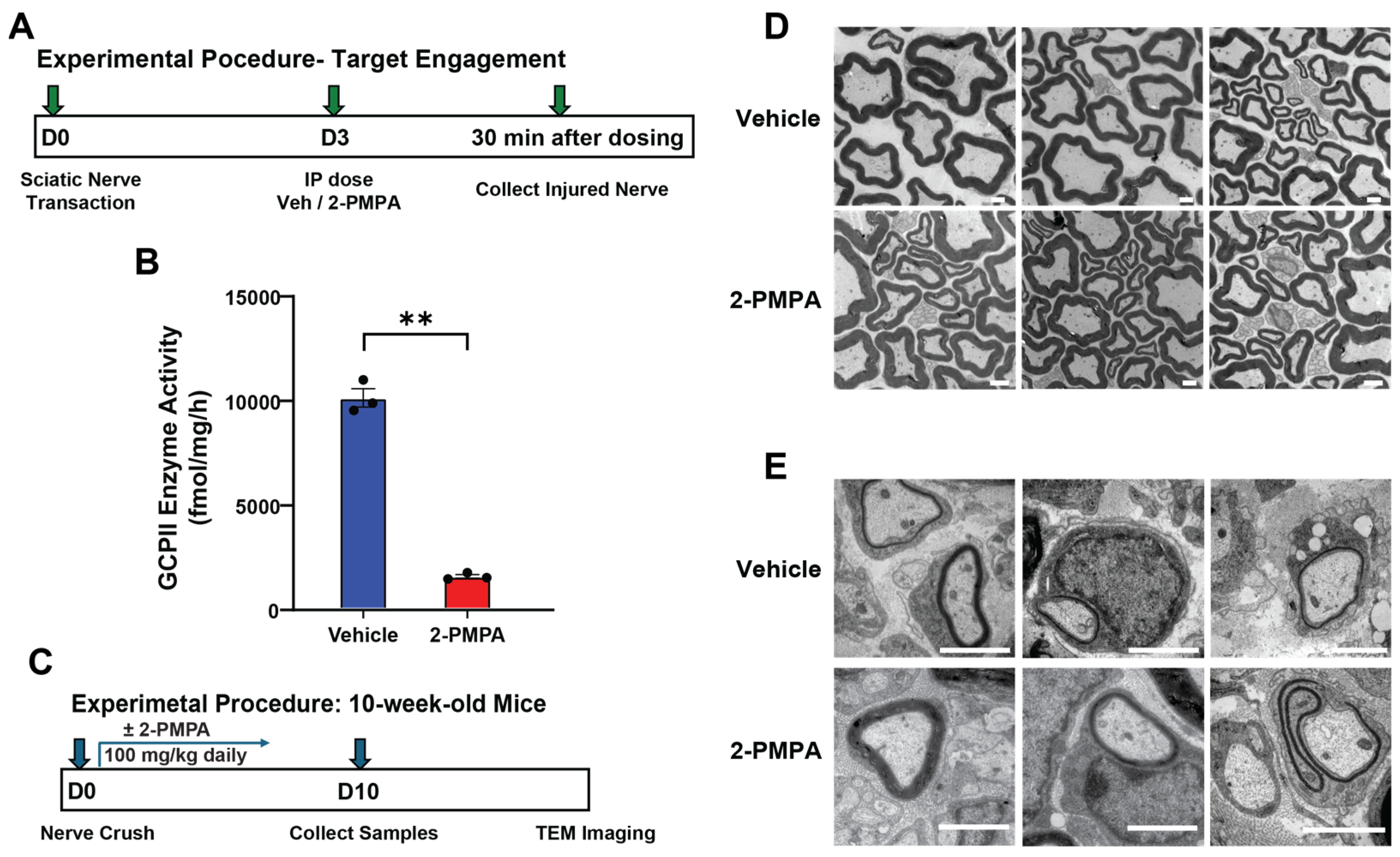 Ijms 25 06893 g003 Ijms 25 06893 g003