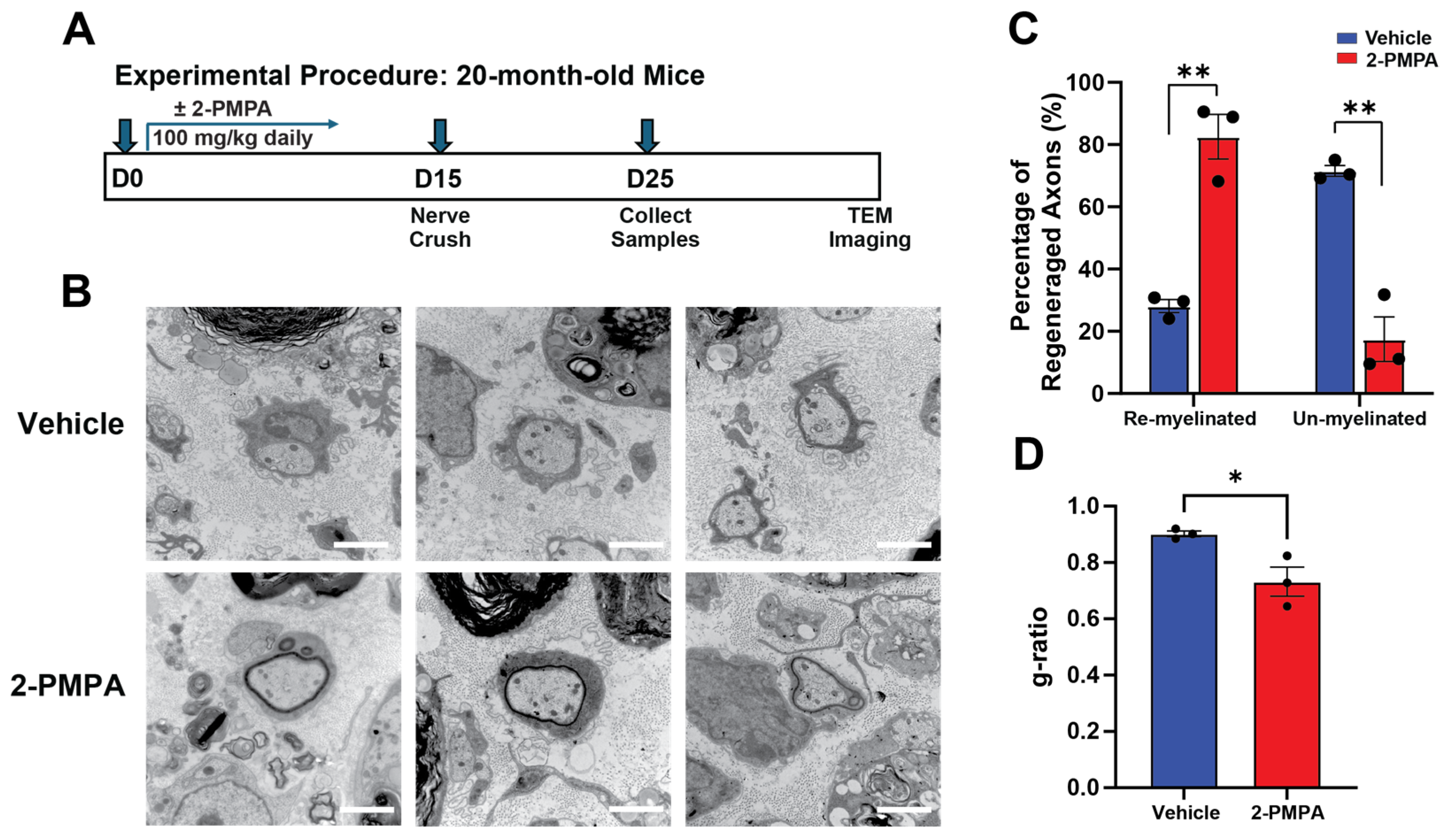 Ijms 25 06893 g004 Ijms 25 06893 g004