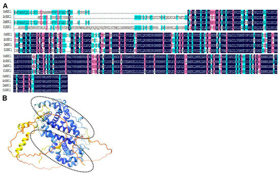 Unveiling the Role of SlRNC1 in Chloroplast Development and