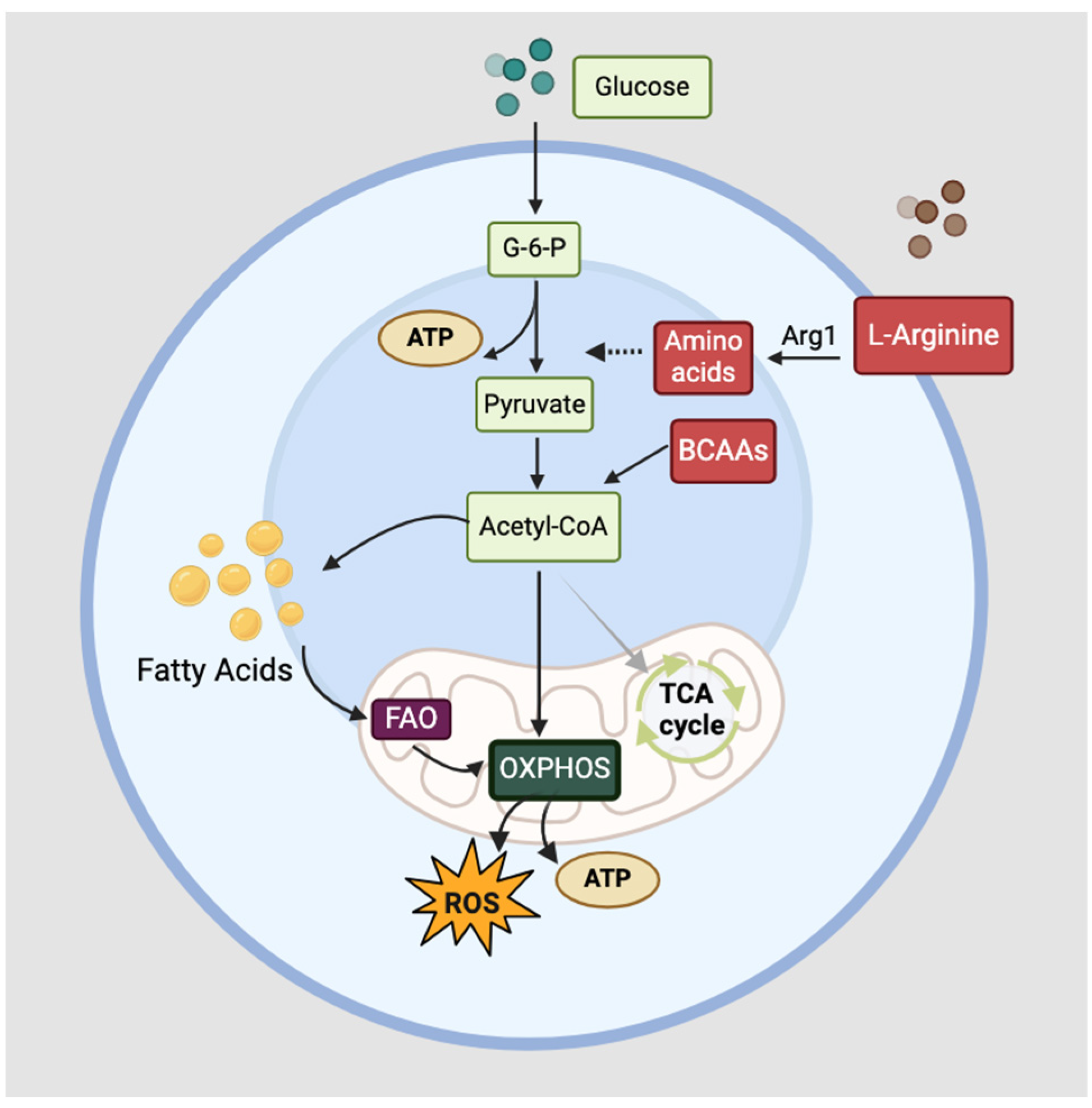 Ijms 25 06913 g002 Ijms 25 06913 g002