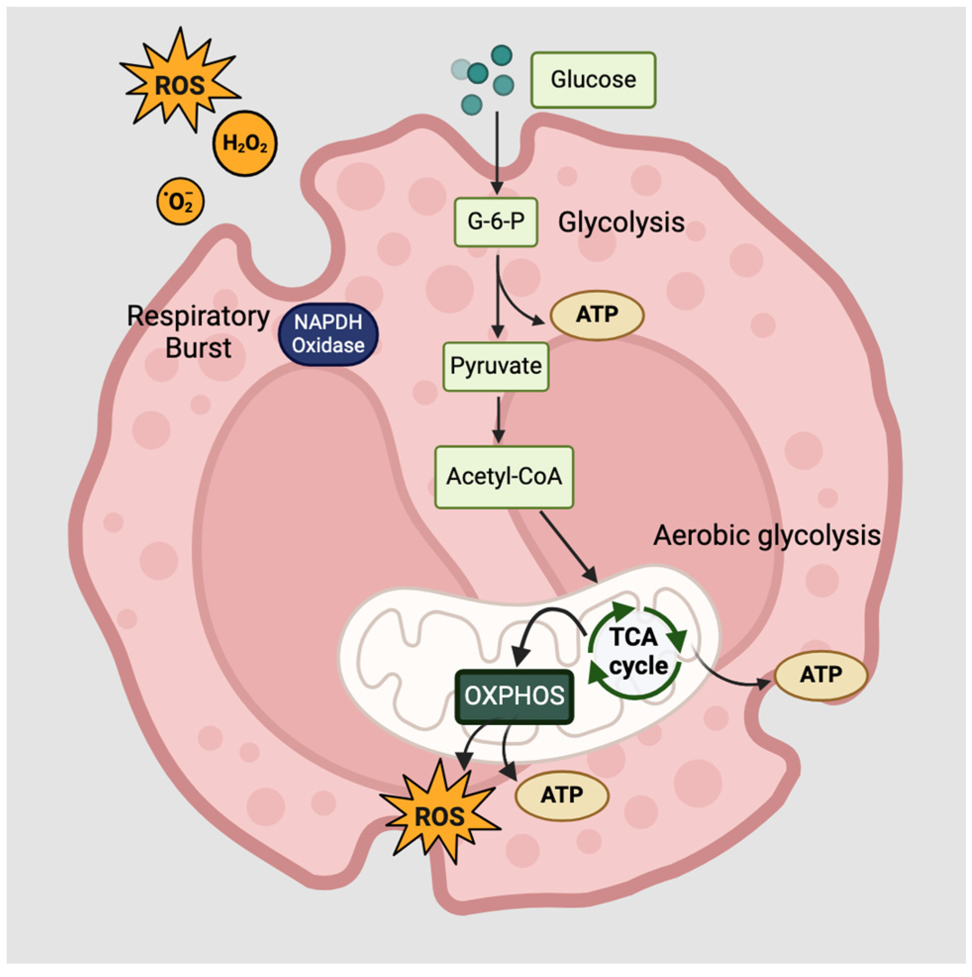 Ijms 25 06913 g003 Ijms 25 06913 g003