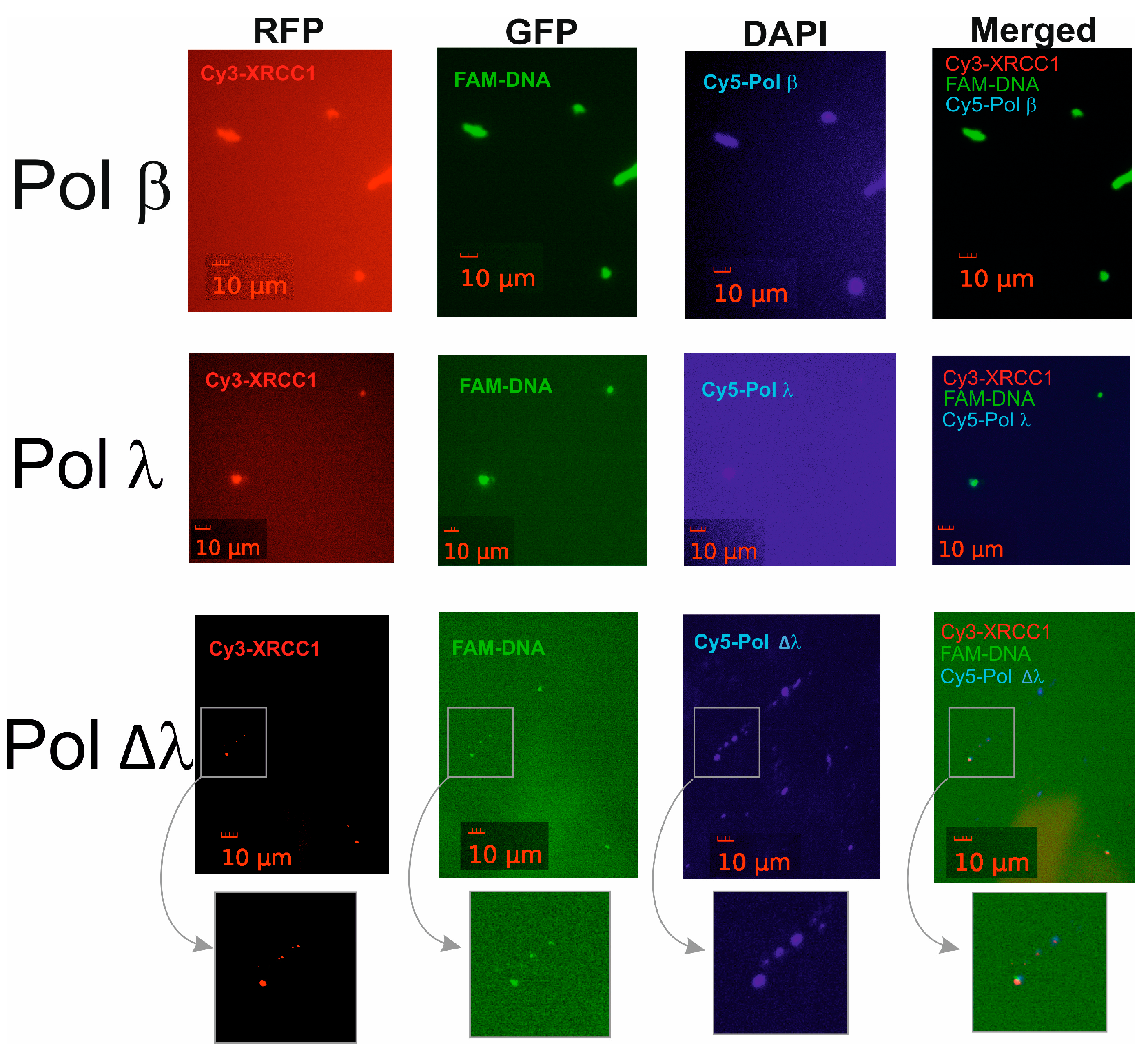 Ijms 25 06927 g006 Ijms 25 06927 g006