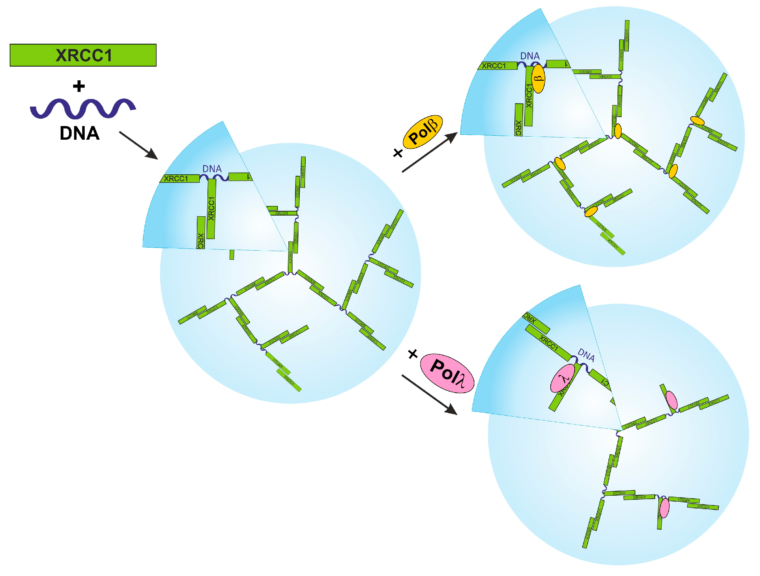 Ijms 25 06927 g007 Ijms 25 06927 g007