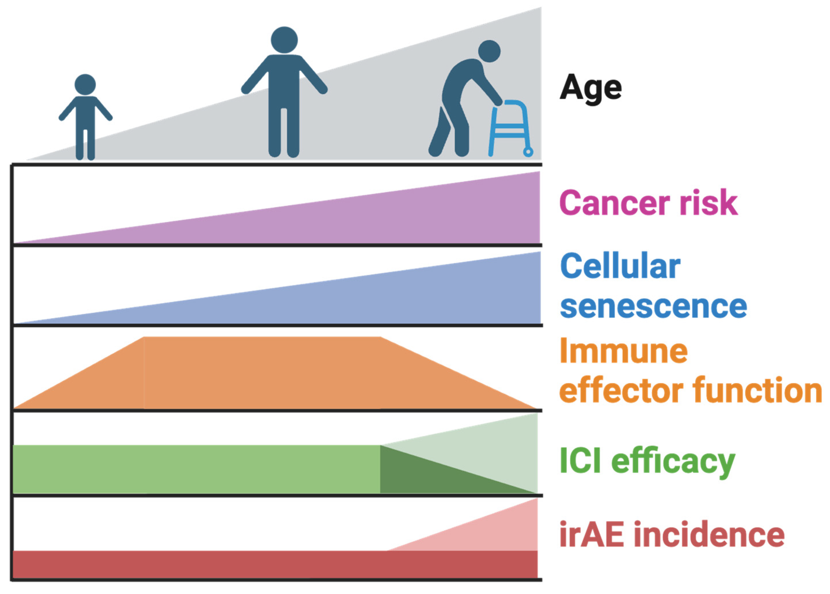 Ijms 25 07013 g002 Ijms 25 07013 g002
