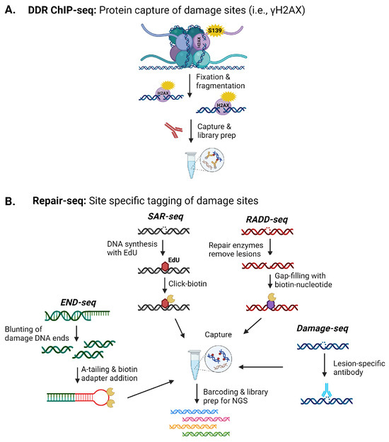 Novel Techniques for Mapping DNA Damage and Repair in the Brain