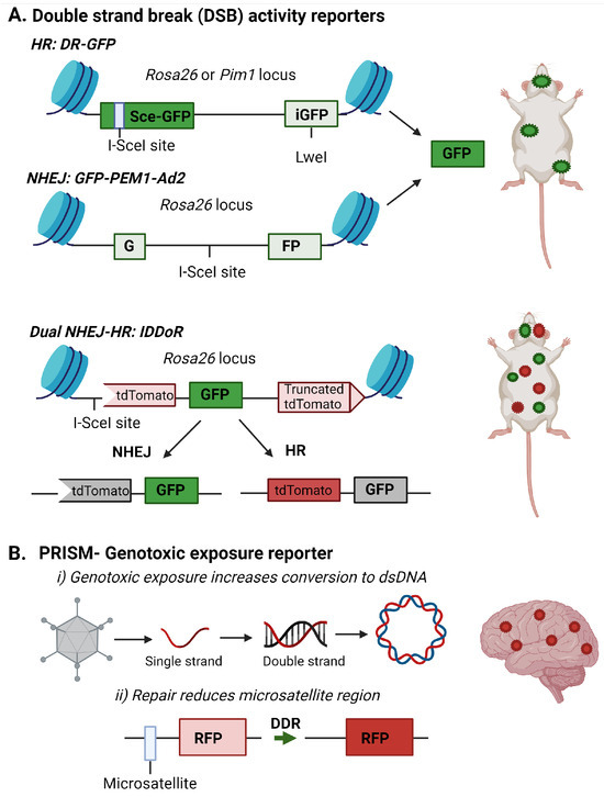 Novel Techniques for Mapping DNA Damage and Repair in the Brain