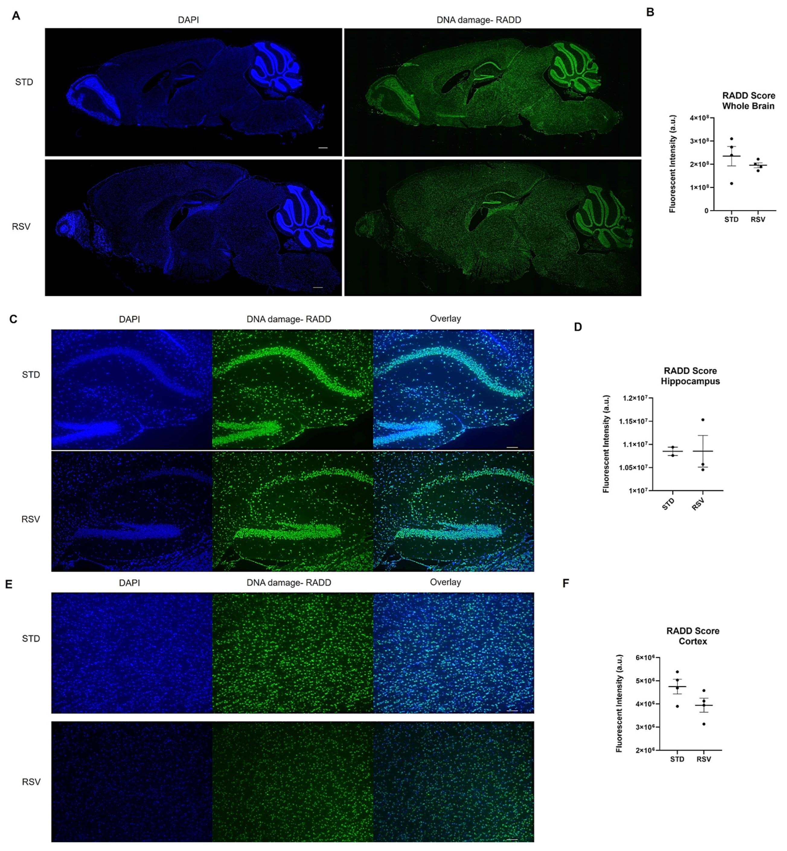 nananan Novel Techniques for Mapping DNA Damage and Repair in the Brain