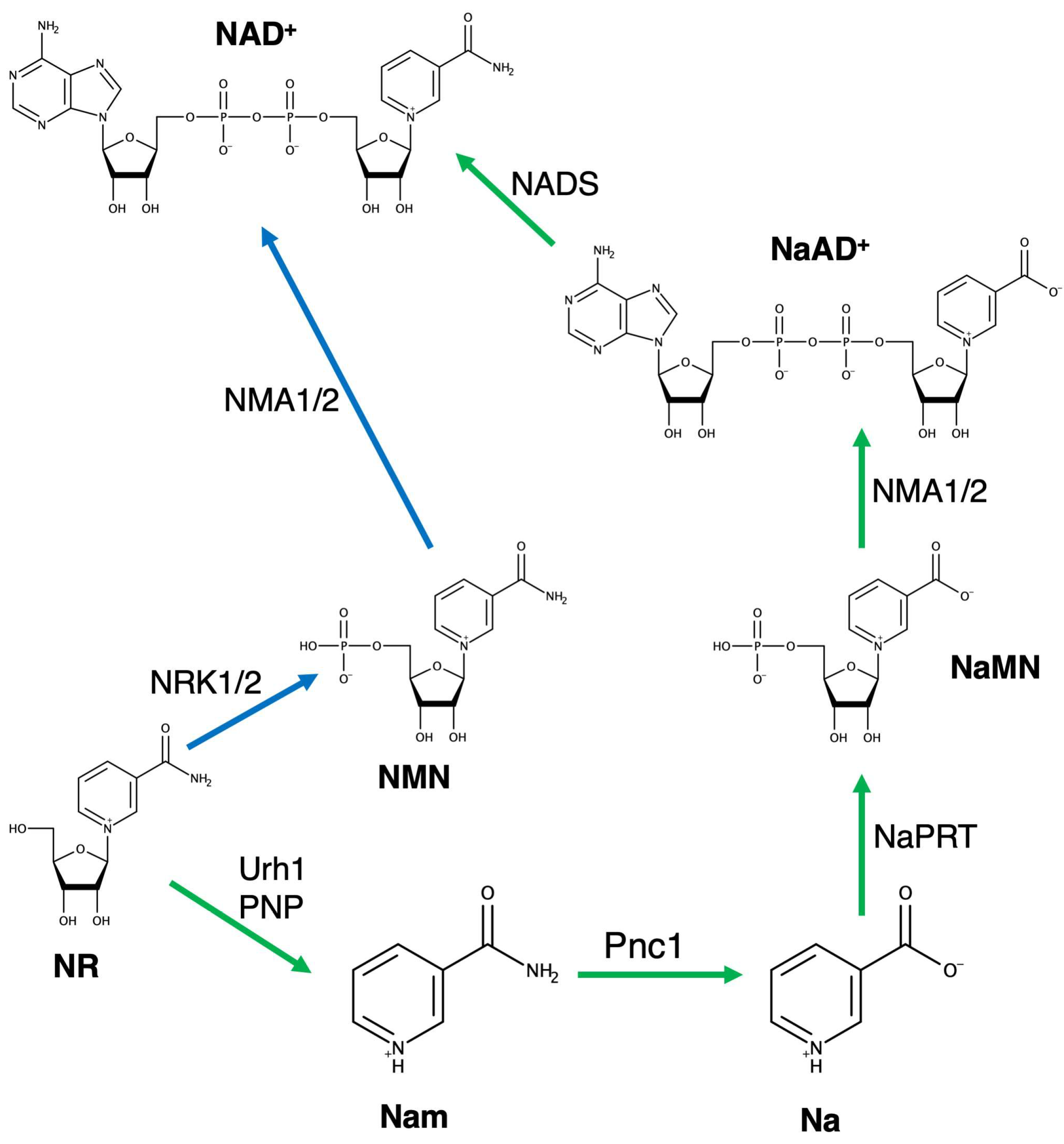 Ijms 25 07032 sch001 Ijms 25 07032 sch001