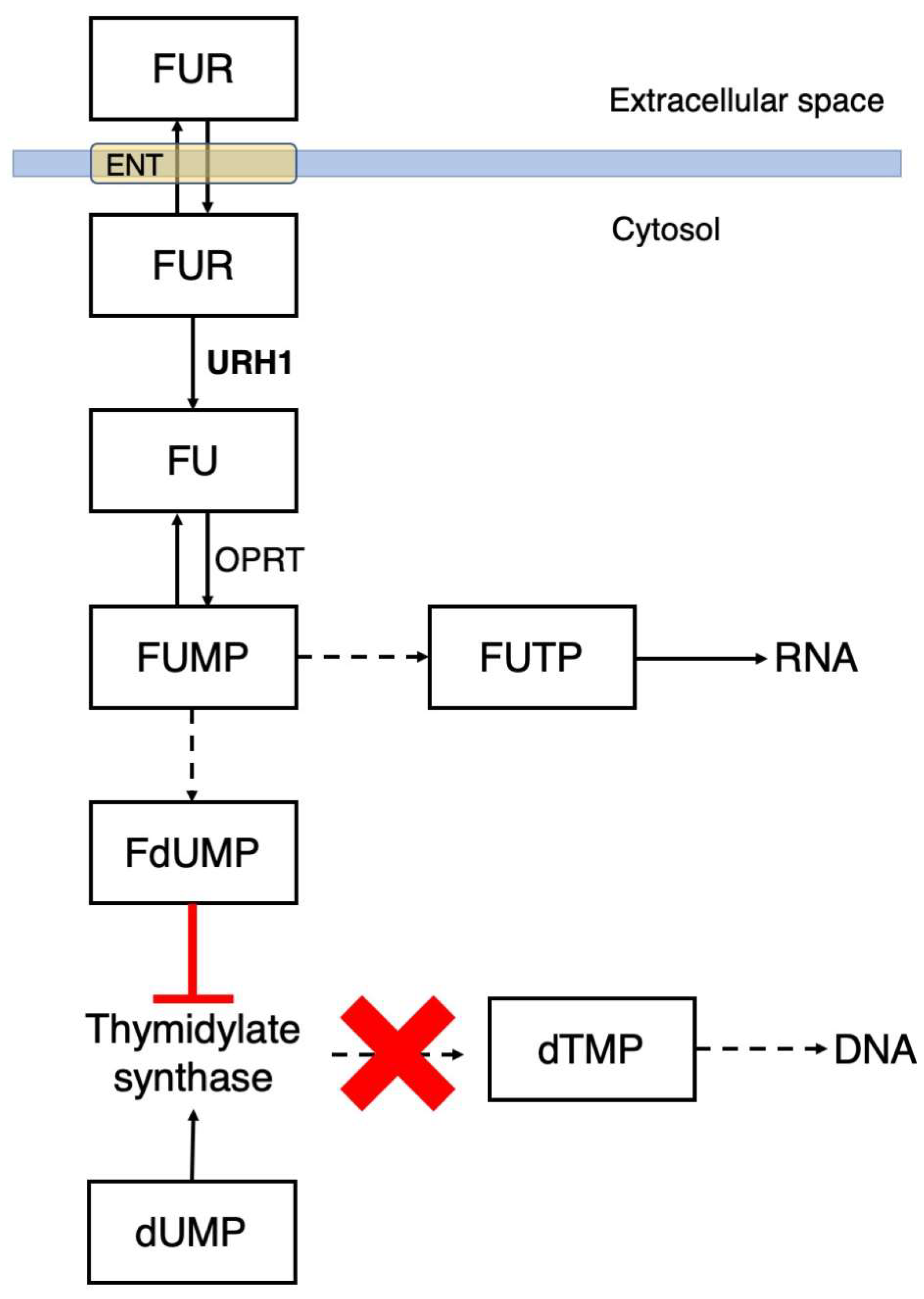 Ijms 25 07032 sch002 Ijms 25 07032 sch002
