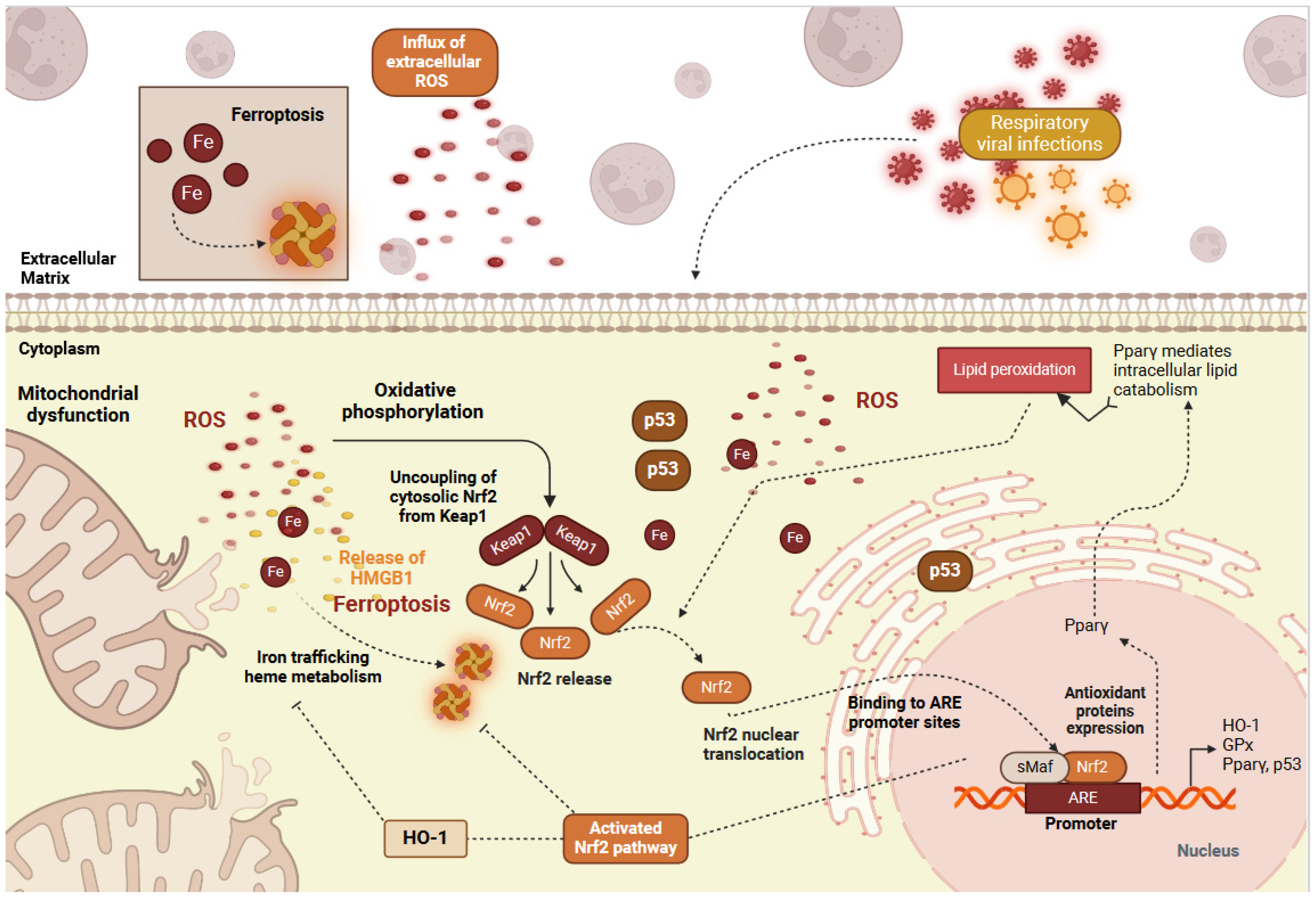 Ijms 25 07042 g002 Ijms 25 07042 g002