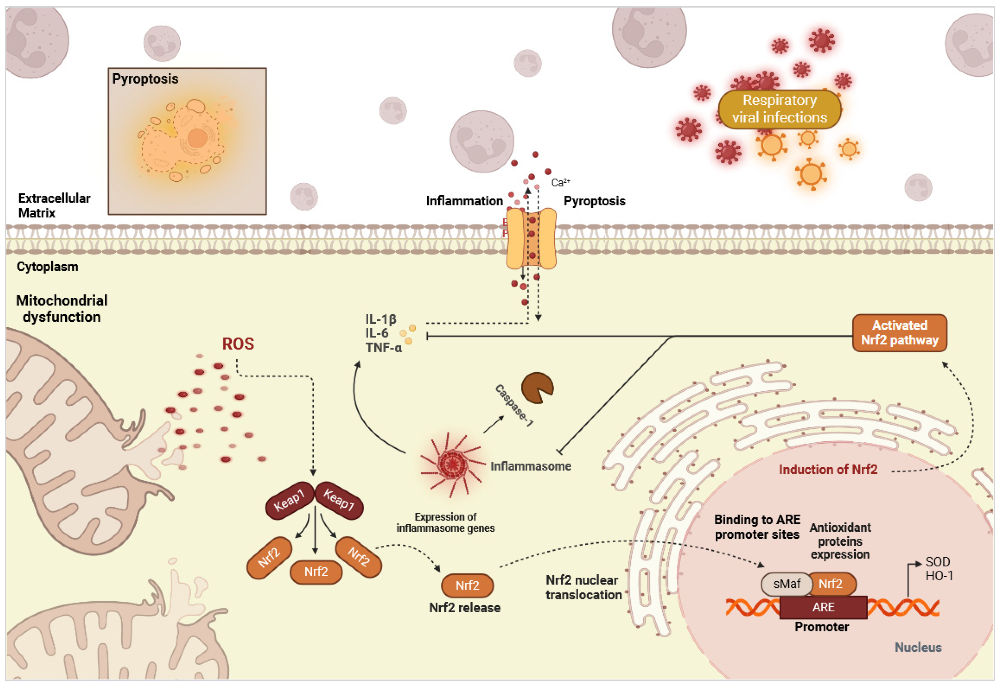 Ijms 25 07042 g003 Ijms 25 07042 g003