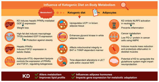 glutathione and ketogenic diet Two-month ketogenic diet alters systemic and brain metabolism in  middle-aged female mice | GeroScience main image 1