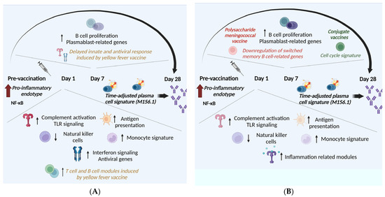 Deciphering Immune Responses to Immunization via Transcriptional ...