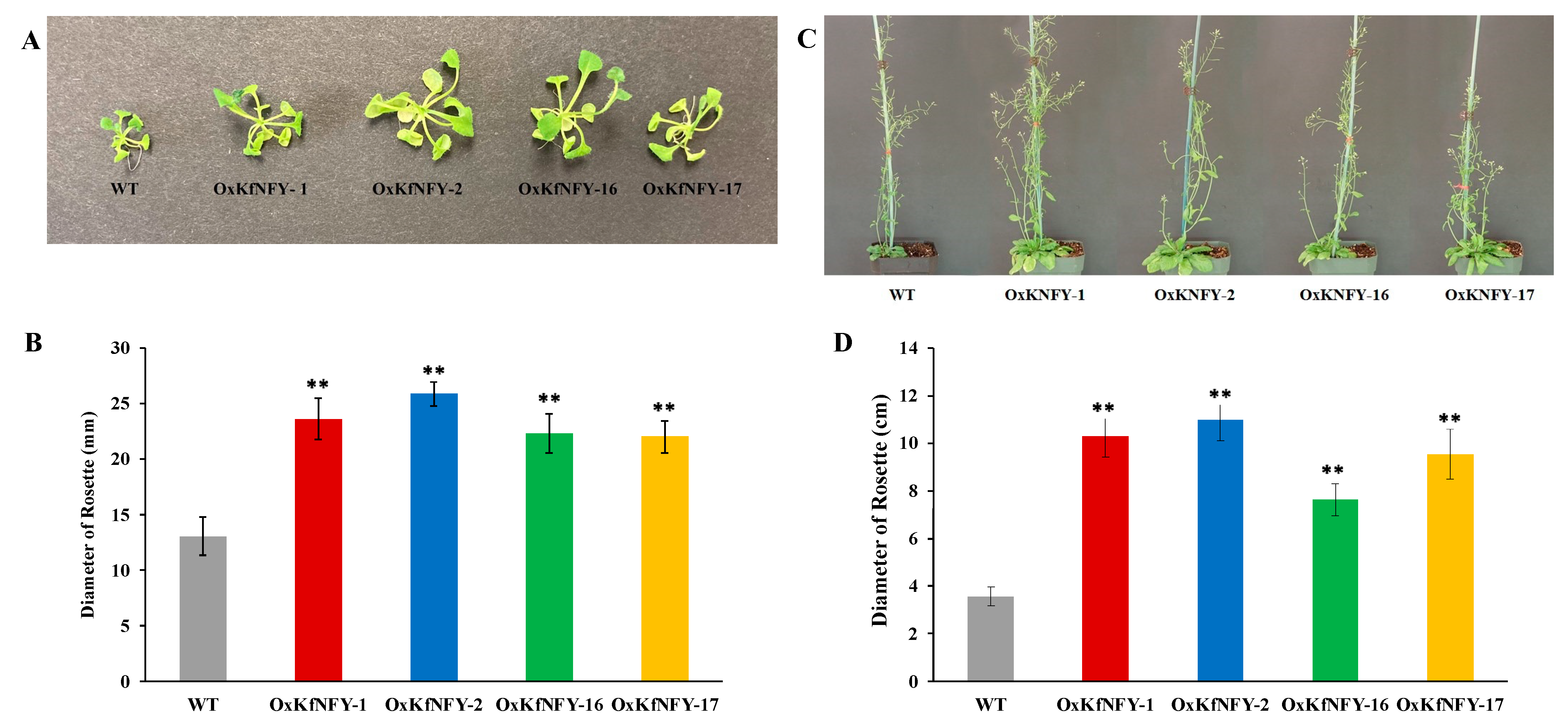 Ijms 25 07107 g002 Ijms 25 07107 g002