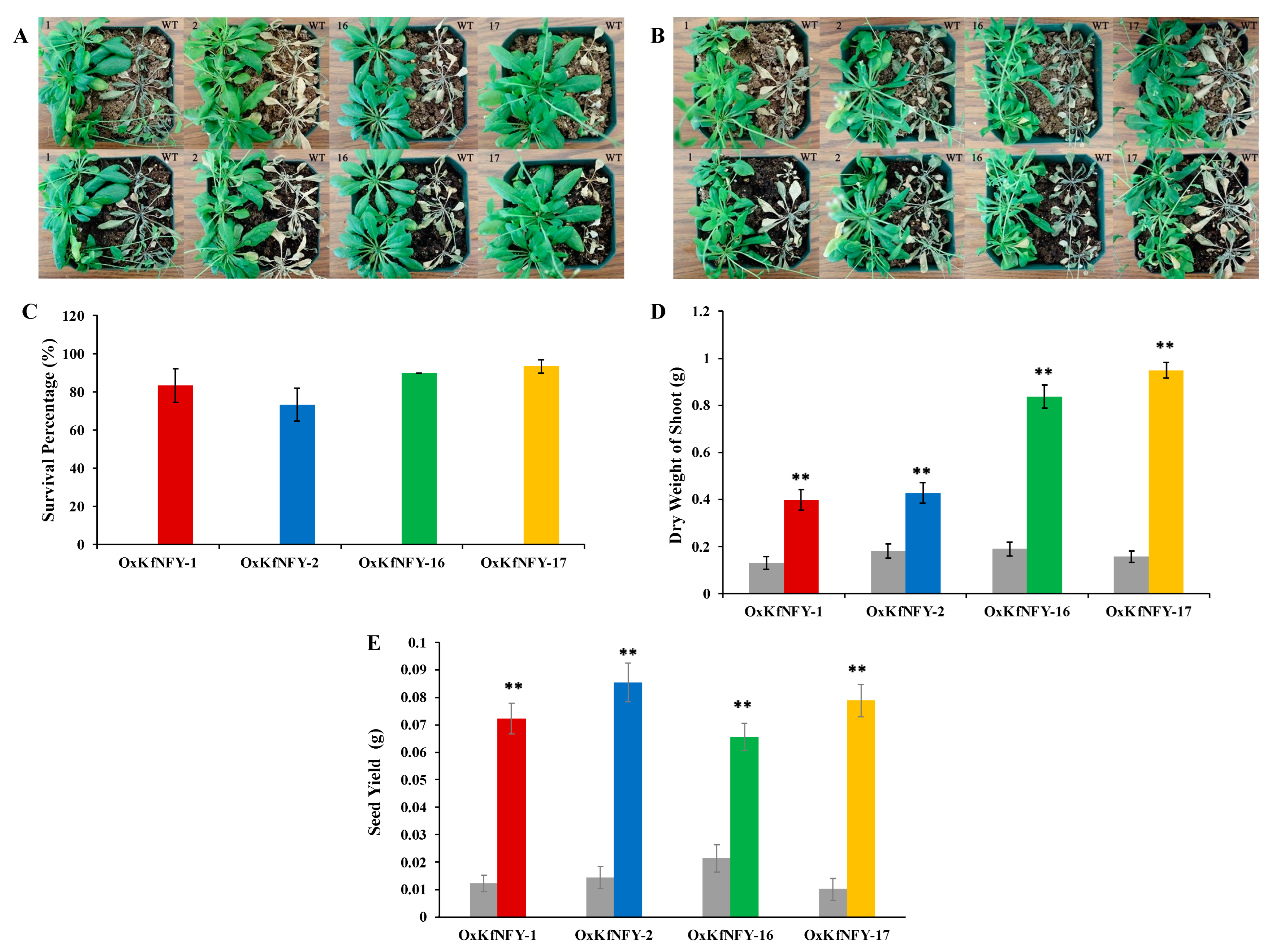 Ijms 25 07107 g005 Ijms 25 07107 g005