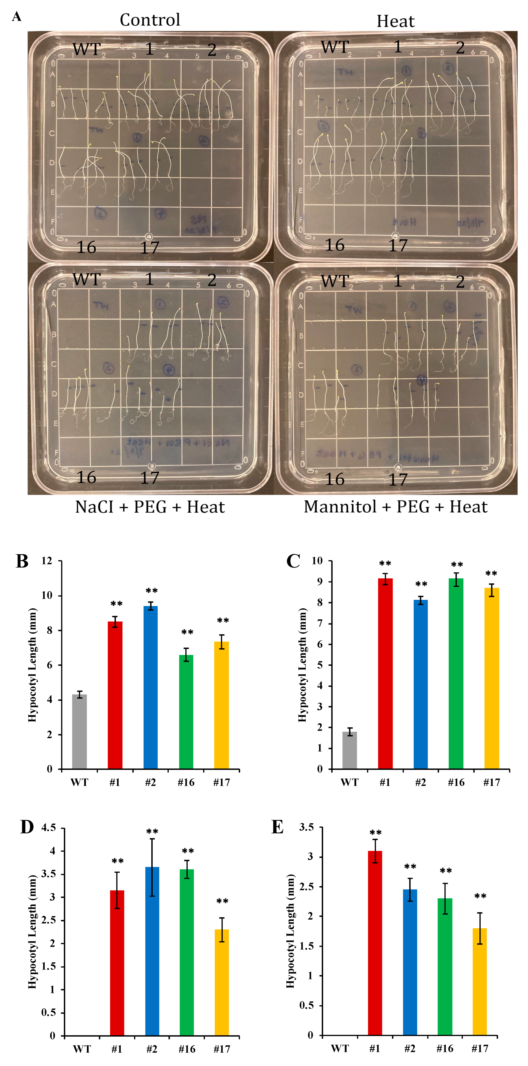 Ijms 25 07107 g006 Ijms 25 07107 g006