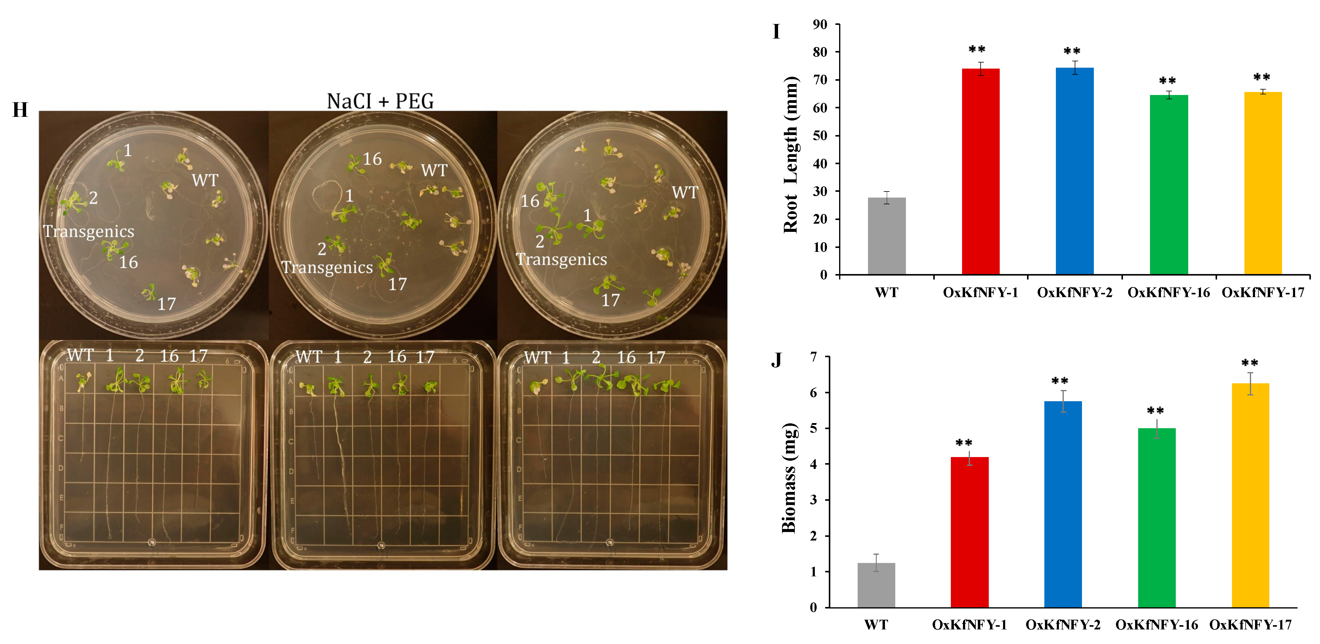 Ijms 25 07107 g007b Ijms 25 07107 g007b