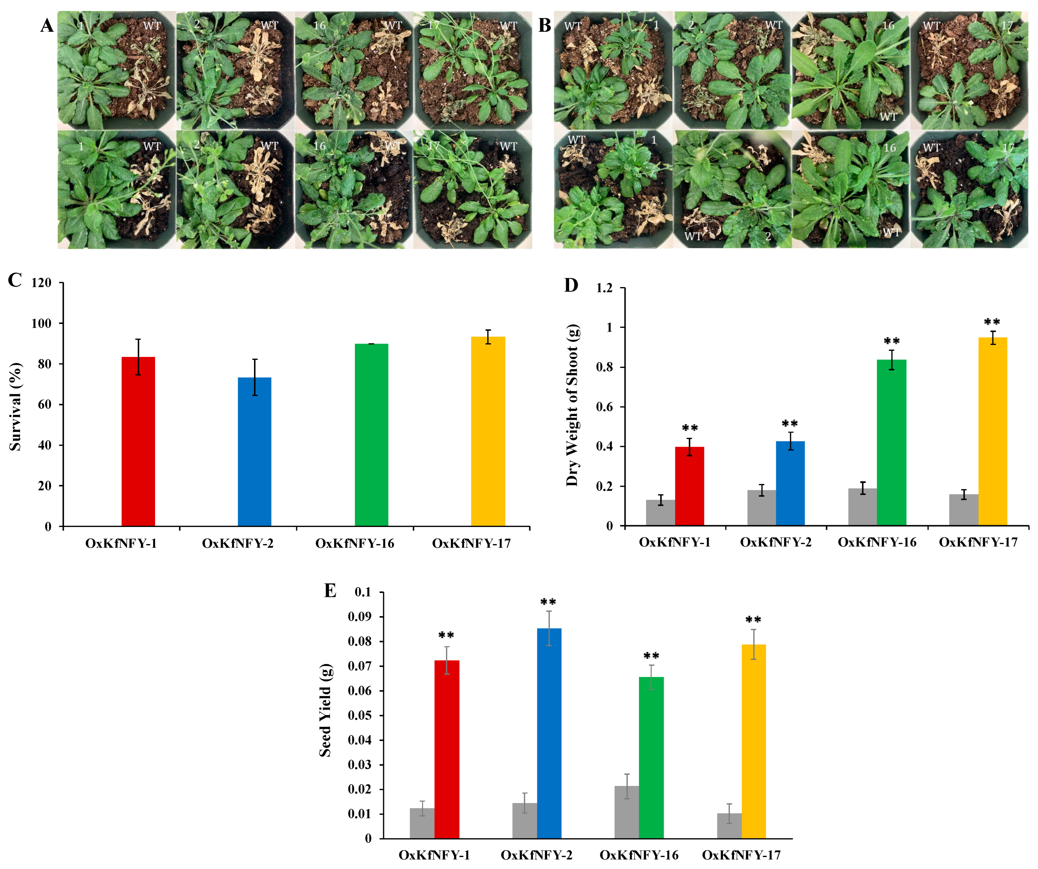 Ijms 25 07107 g009 Ijms 25 07107 g009