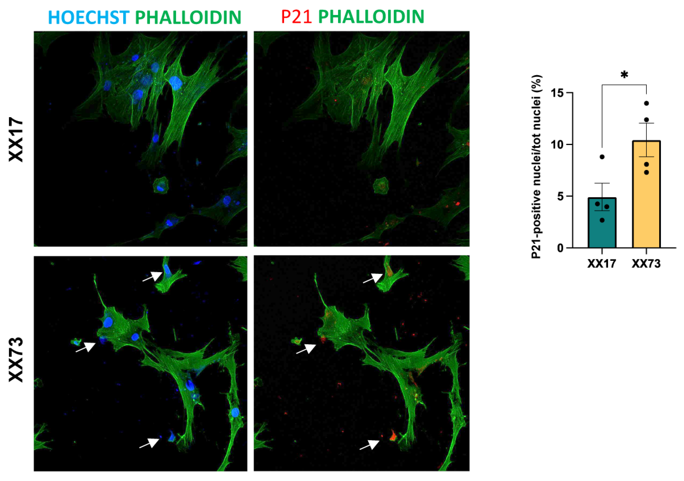 Ijms 25 07118 g007 Ijms 25 07118 g007