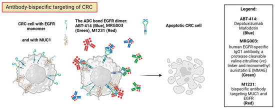 Epidermal Growth Factor Receptor Targeting in Colorectal