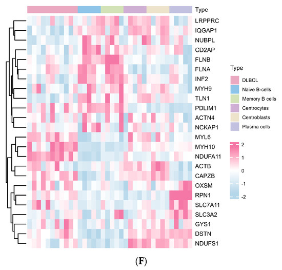 Disulfidptosis: A Novel Prognostic Criterion and Potential