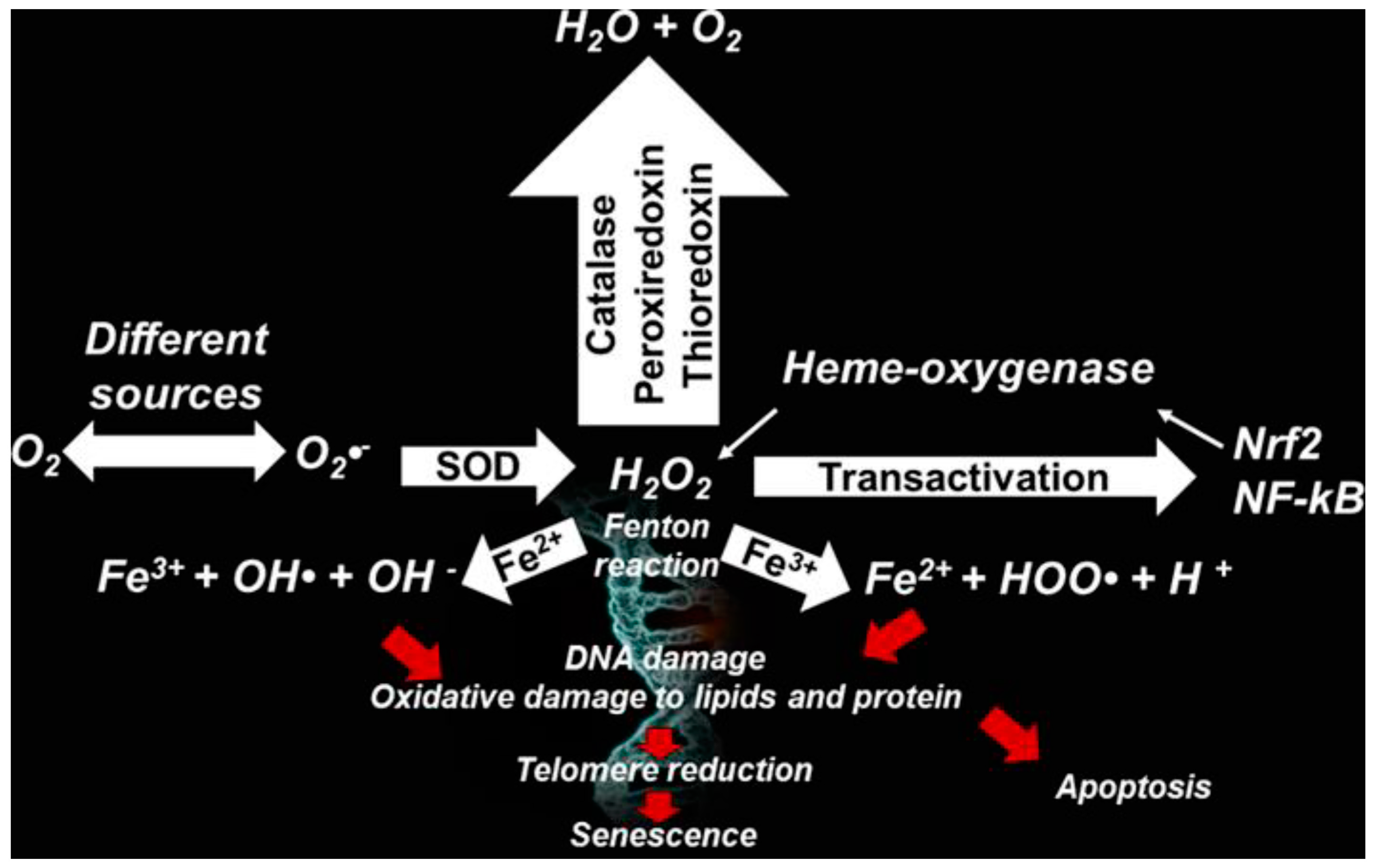 Ijms 25 07182 g001 Ijms 25 07182 g001