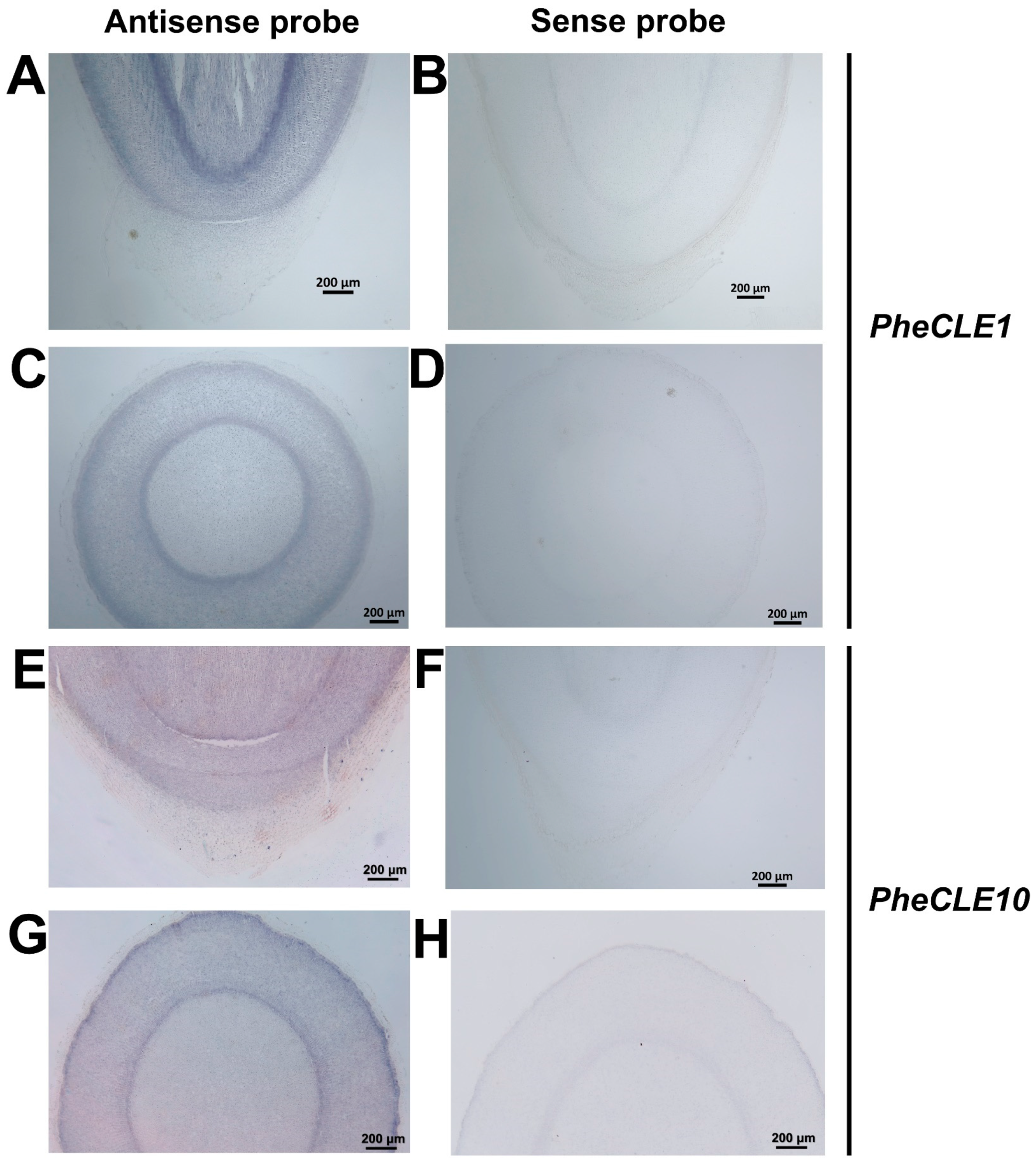Ijms 25 07190 g007 Ijms 25 07190 g007