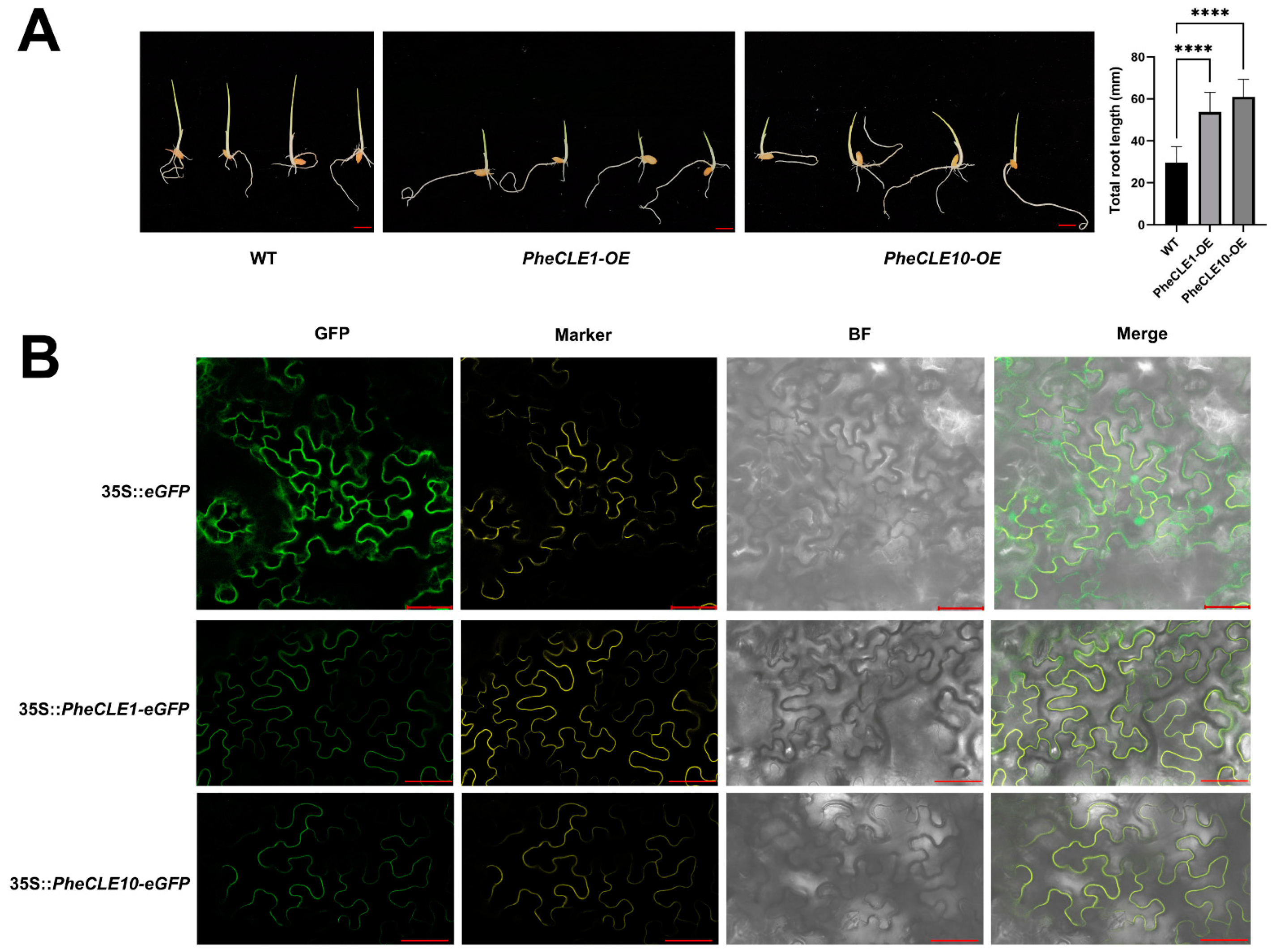 Ijms 25 07190 g008 Ijms 25 07190 g008